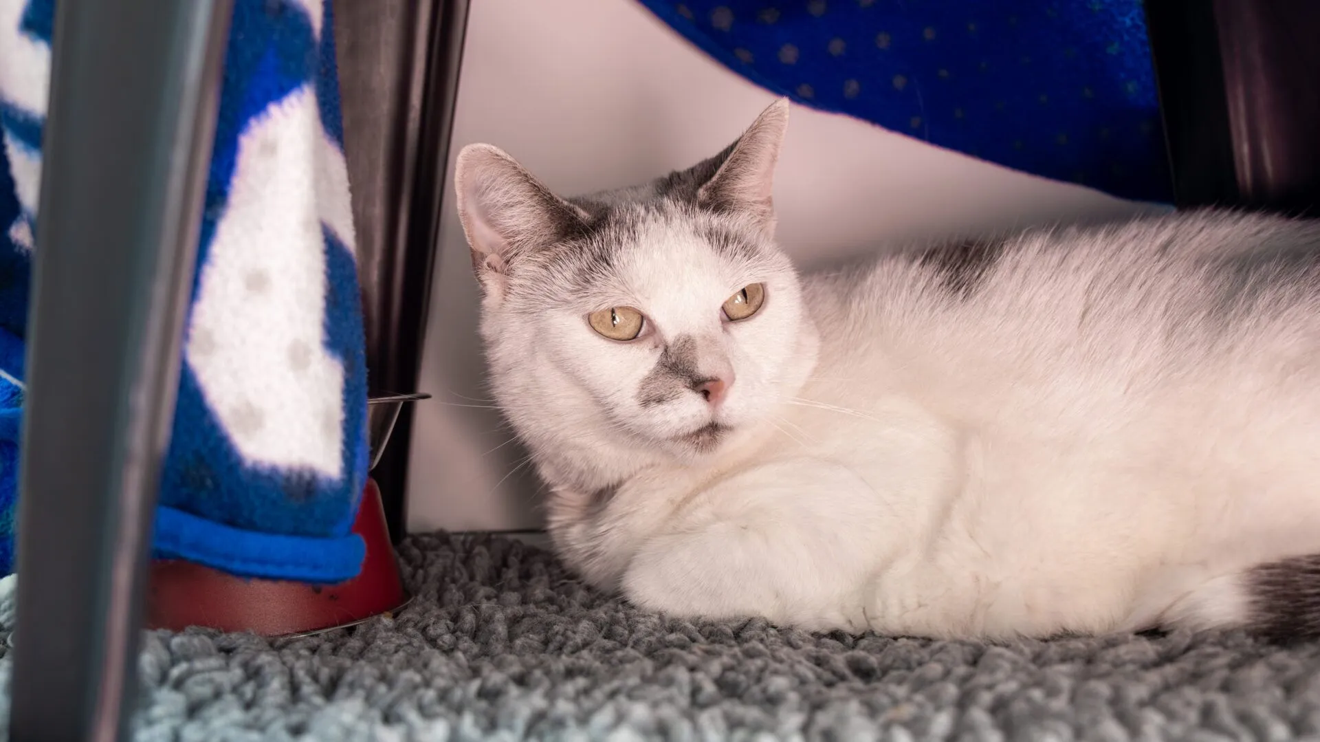 A white and grey cat with light eyes is lying on a grey textured carpet under a table, partially covered by a blue patterned blanket. The cat looks calm and relaxed.