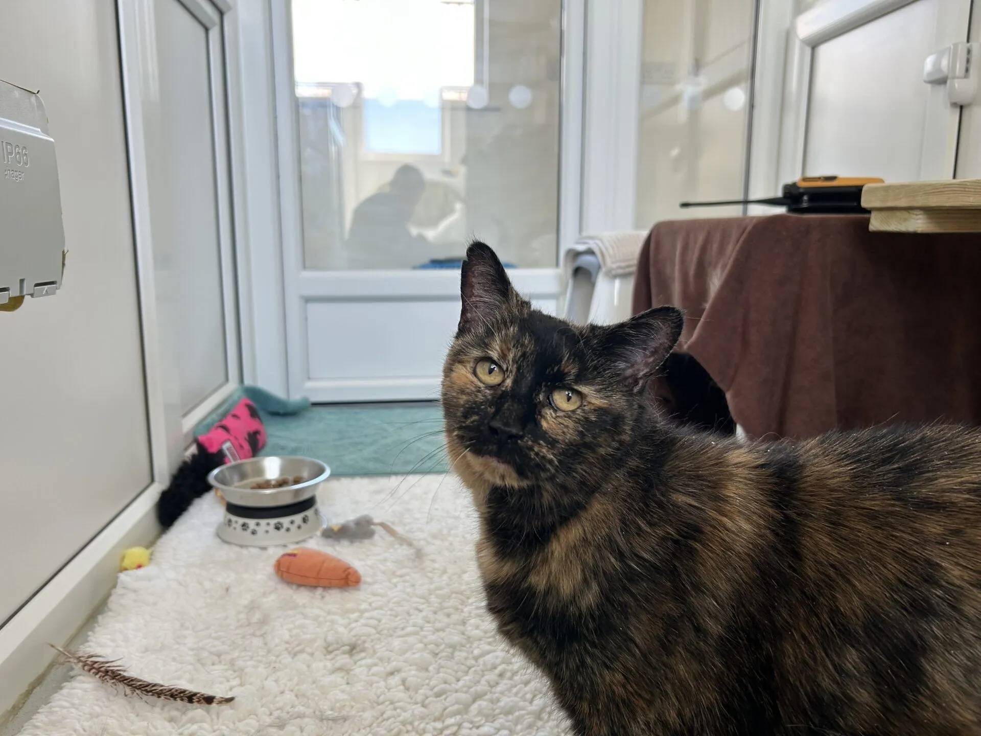 A tortoiseshell cat sits on a white fluffy mat in a bright room with toys, a food bowl, and a scratching post nearby. A person is blurred in the background behind a glass door.