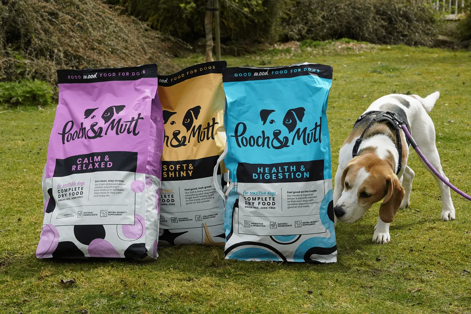A beagle on a lead sniffs the grass near three large bags of Pooch & Mutt dog food in purple, yellow, and blue packaging, displayed outdoors on a grassy area.