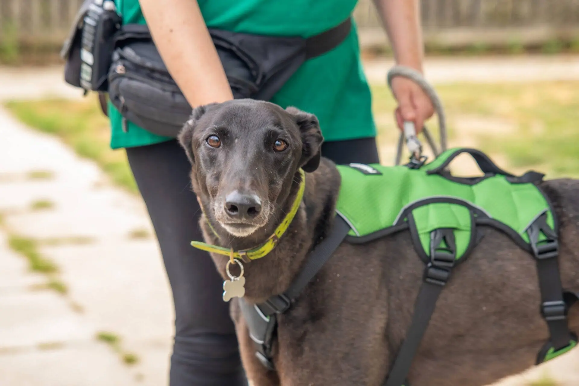 A black greyhound wearing a green harness stands outdoors next to a person in black leggings and a green shirt, who is holding its lead. The dog's face is looking directly at the camera.
