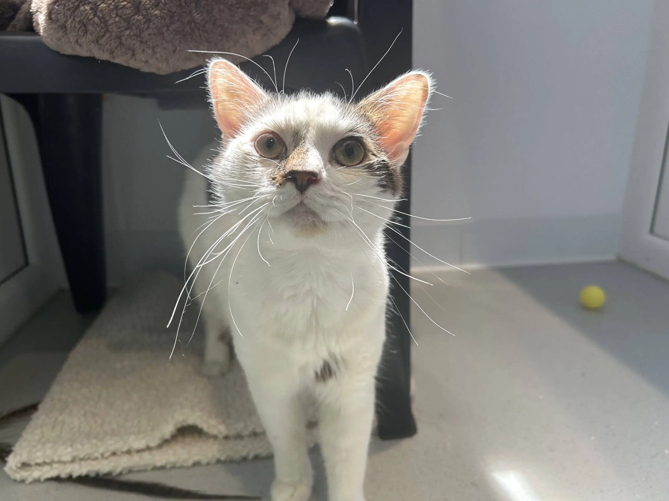 A white and grey cat with a pink nose stands indoors on a light floor, looking up at the camera. Sunlight highlights its face, and a yellow ball is visible in the background.