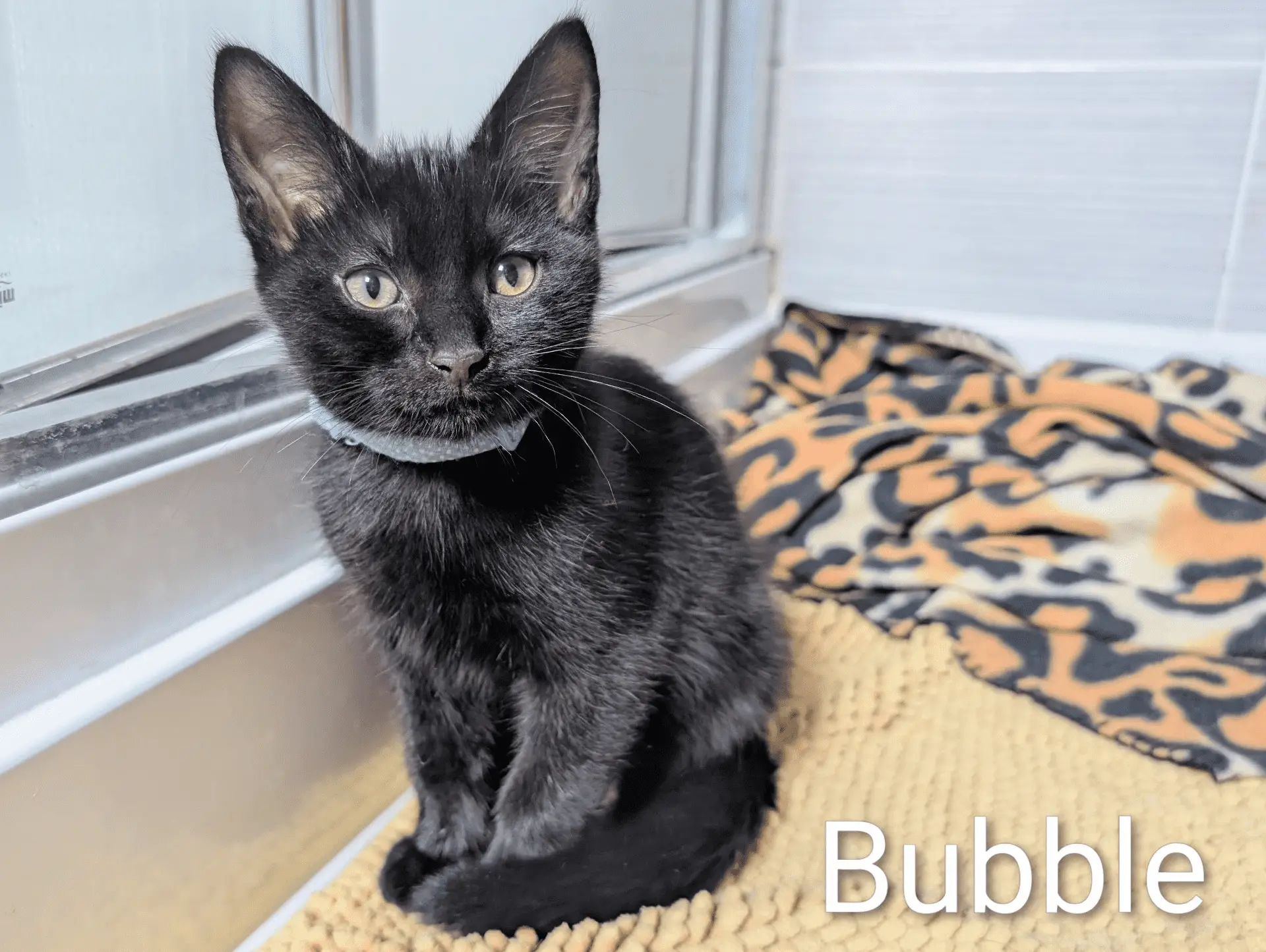 A black kitten wearing a light blue collar sits on a beige mat near a window, with a leopard-print blanket behind it. The word Bubble is written in the bottom right corner.