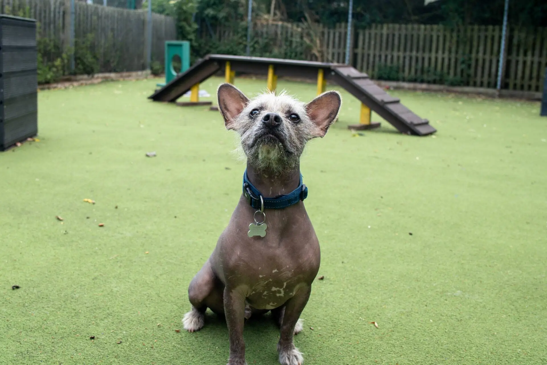 A French Bulldog cross Chinese Crested with large ears sits on green artificial grass in a fenced outdoor area with agility equipment behind. The hairless dog wears a blue collar with a tag and looks up at the camera.