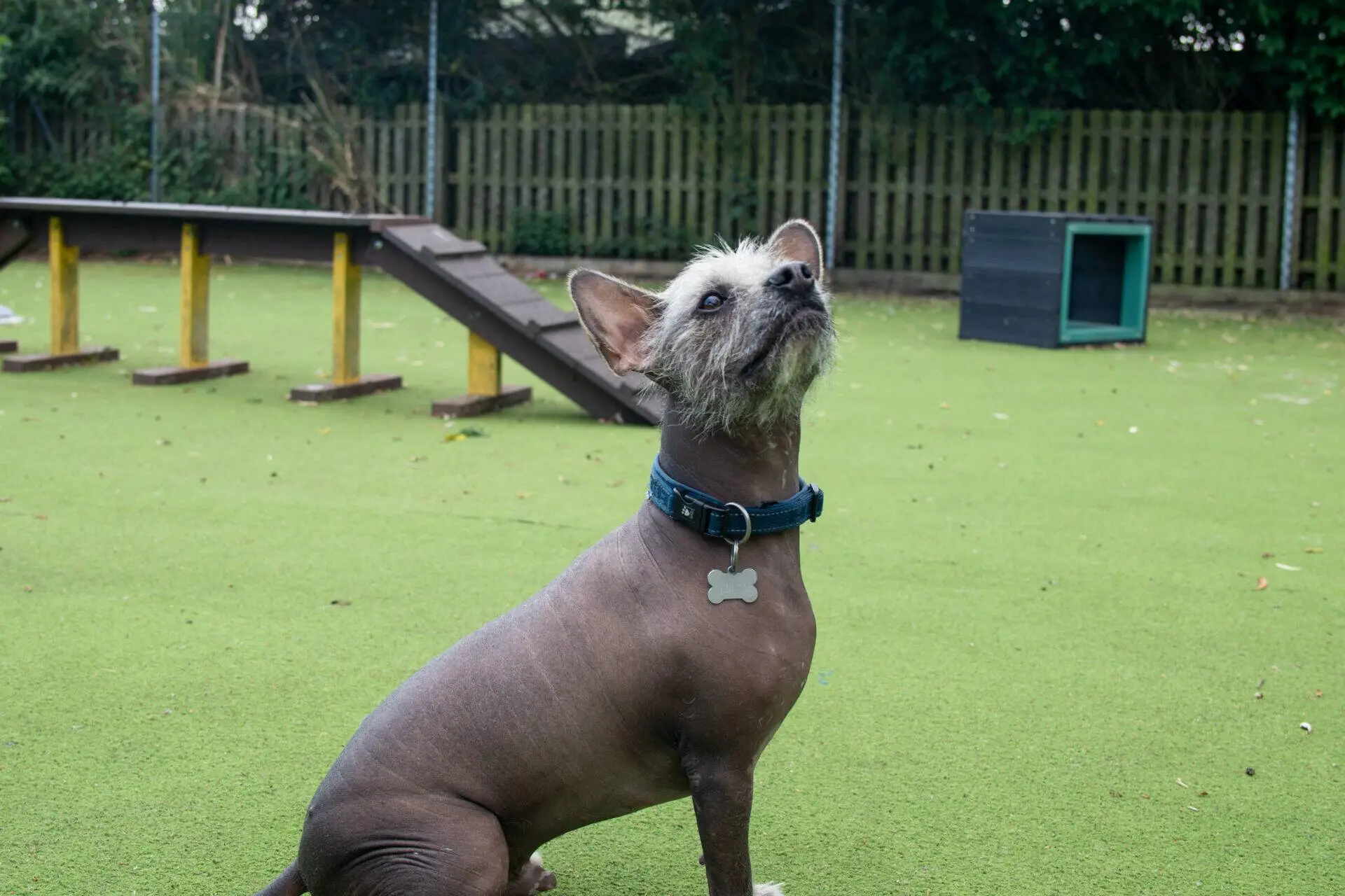 A mostly hairless French Bulldog cross Chinese Crested with tufts of fur on its head and face sits on green artificial grass in a fenced outdoor area, looking upwards.