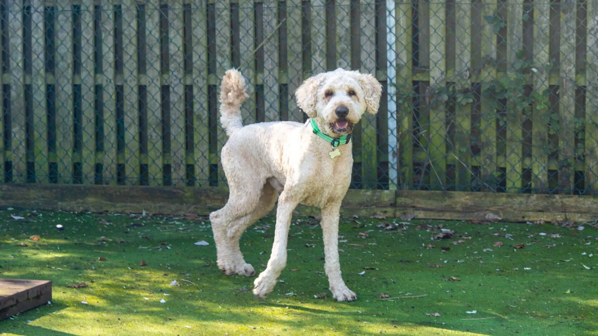 A light-coloured, curly-haired Paddy dog labradoodle wearing a green collar stands on grass near a wooden fence, looking towards the camera.