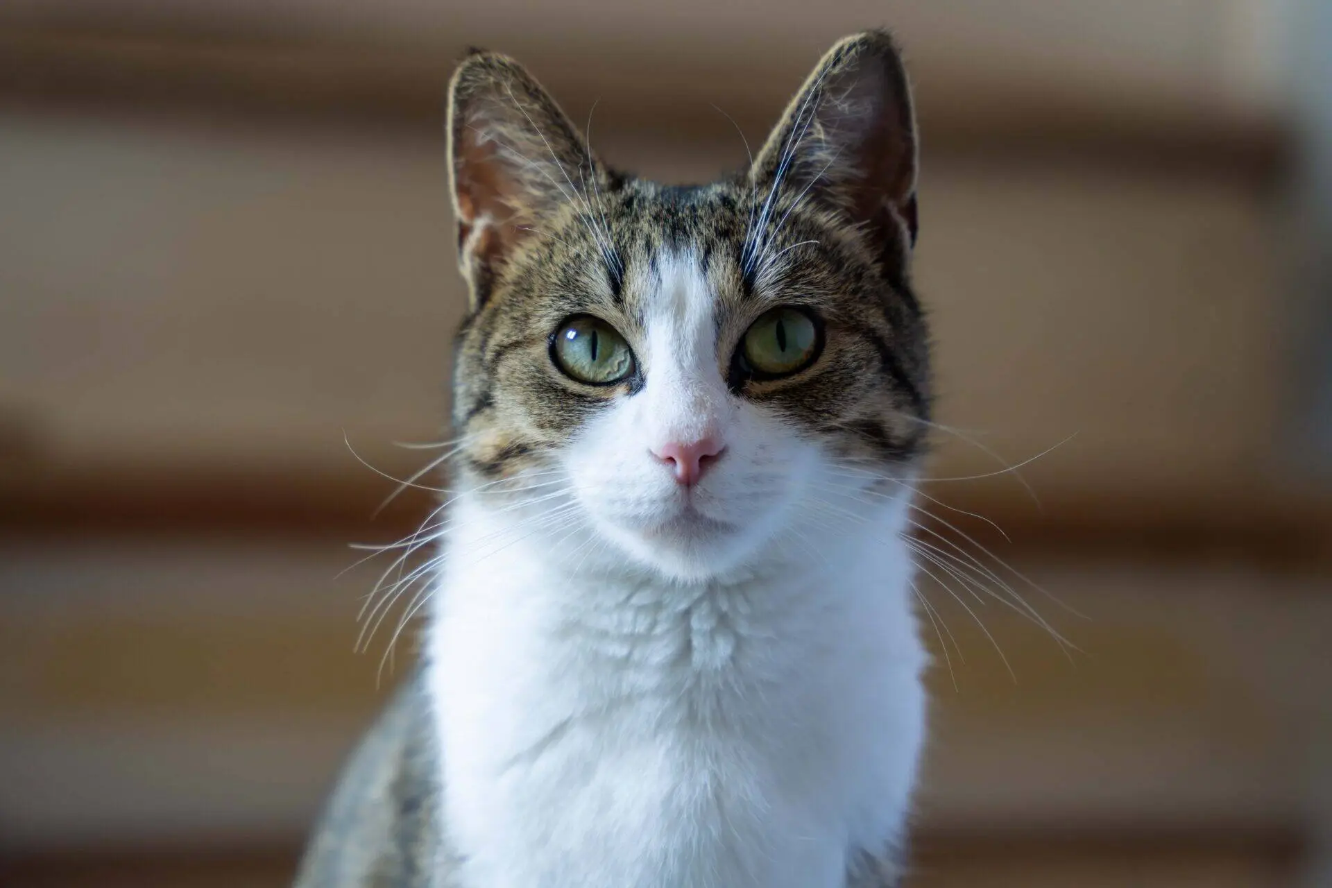 A close-up of a cat with green eyes, white fur on its face and chest, and brown and black markings, sitting indoors with a blurred background.