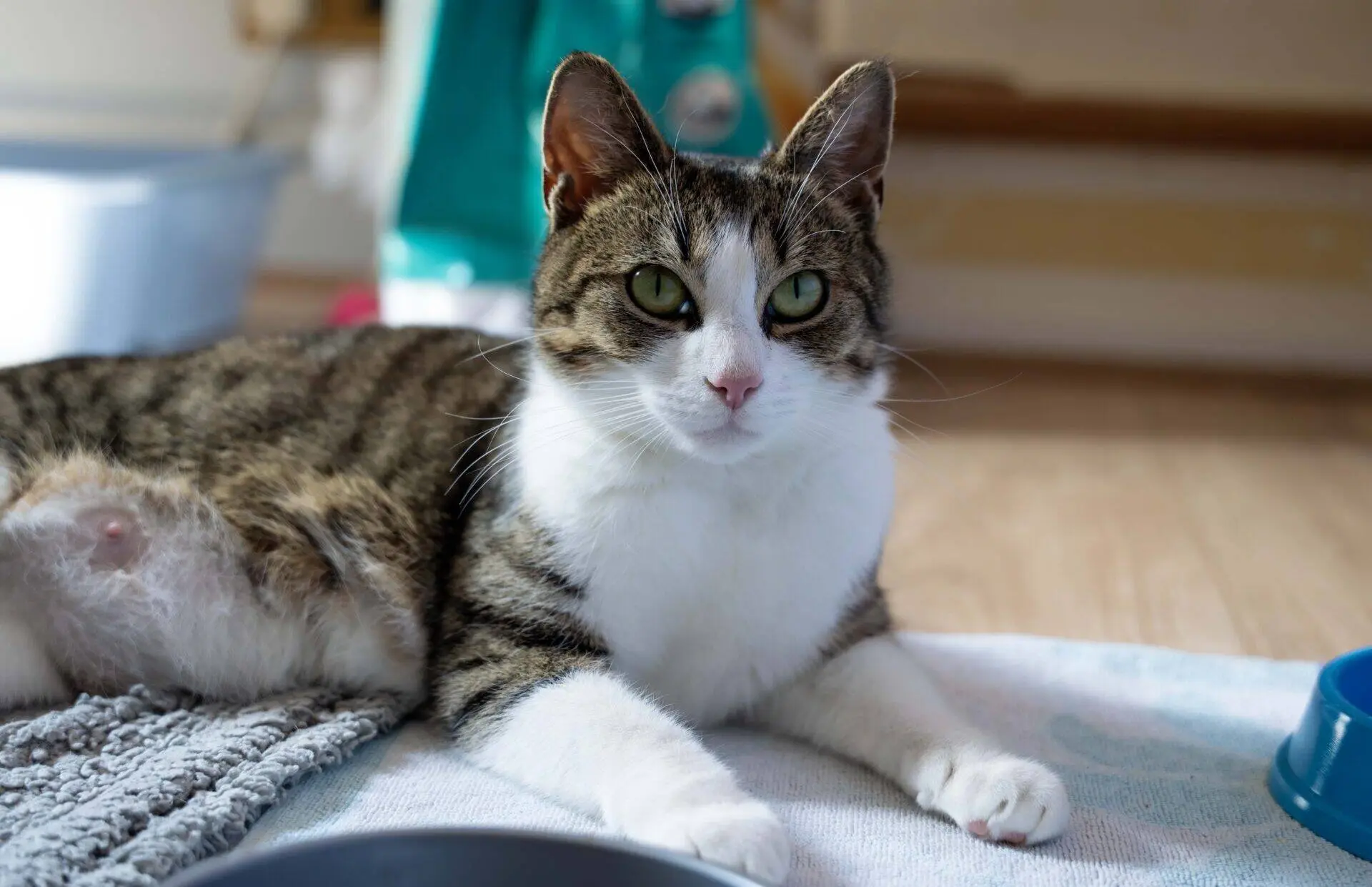 A tabby and white cat with green eyes lies on a blanket indoors, looking towards the camera. The background shows a teal object, a food bowl, and a litter tray.