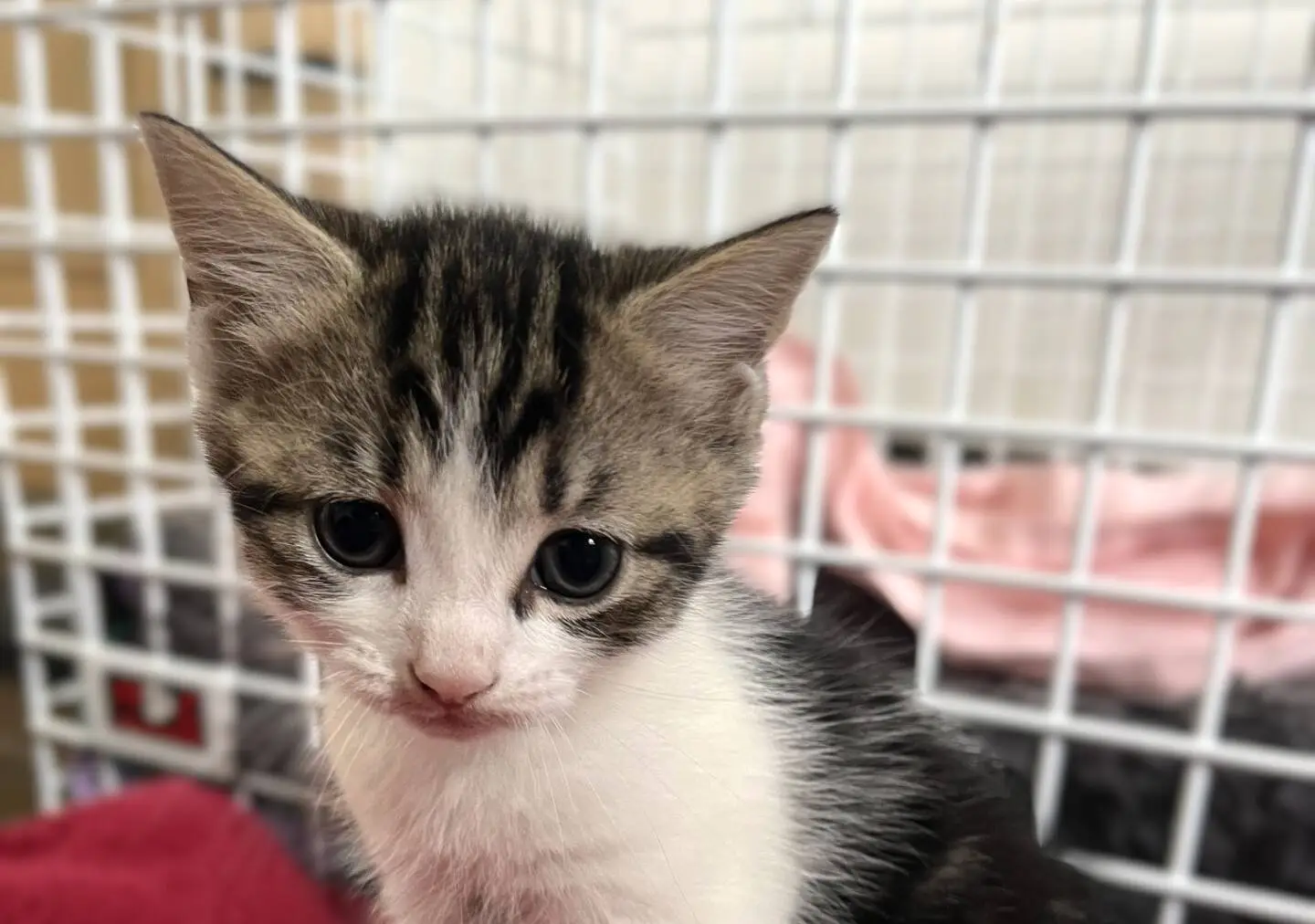 A small grey and white kitten with big blue eyes sits in front of a metal grille, with a pink blanket in the background.