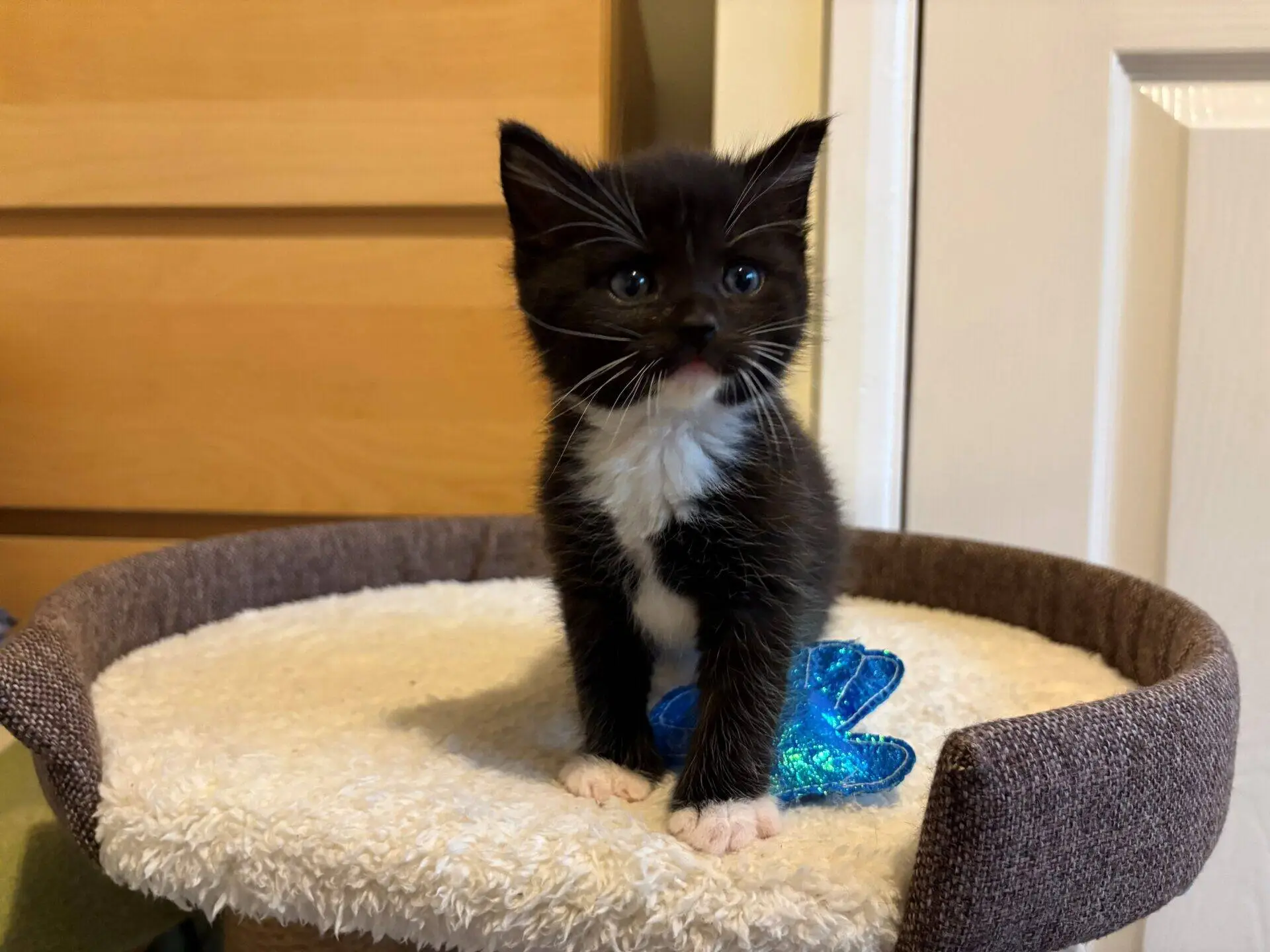 A small black and white kitten with white paws and chest sits on a beige cat perch next to a blue toy, looking slightly to the side. The background shows wooden drawers and a white door.