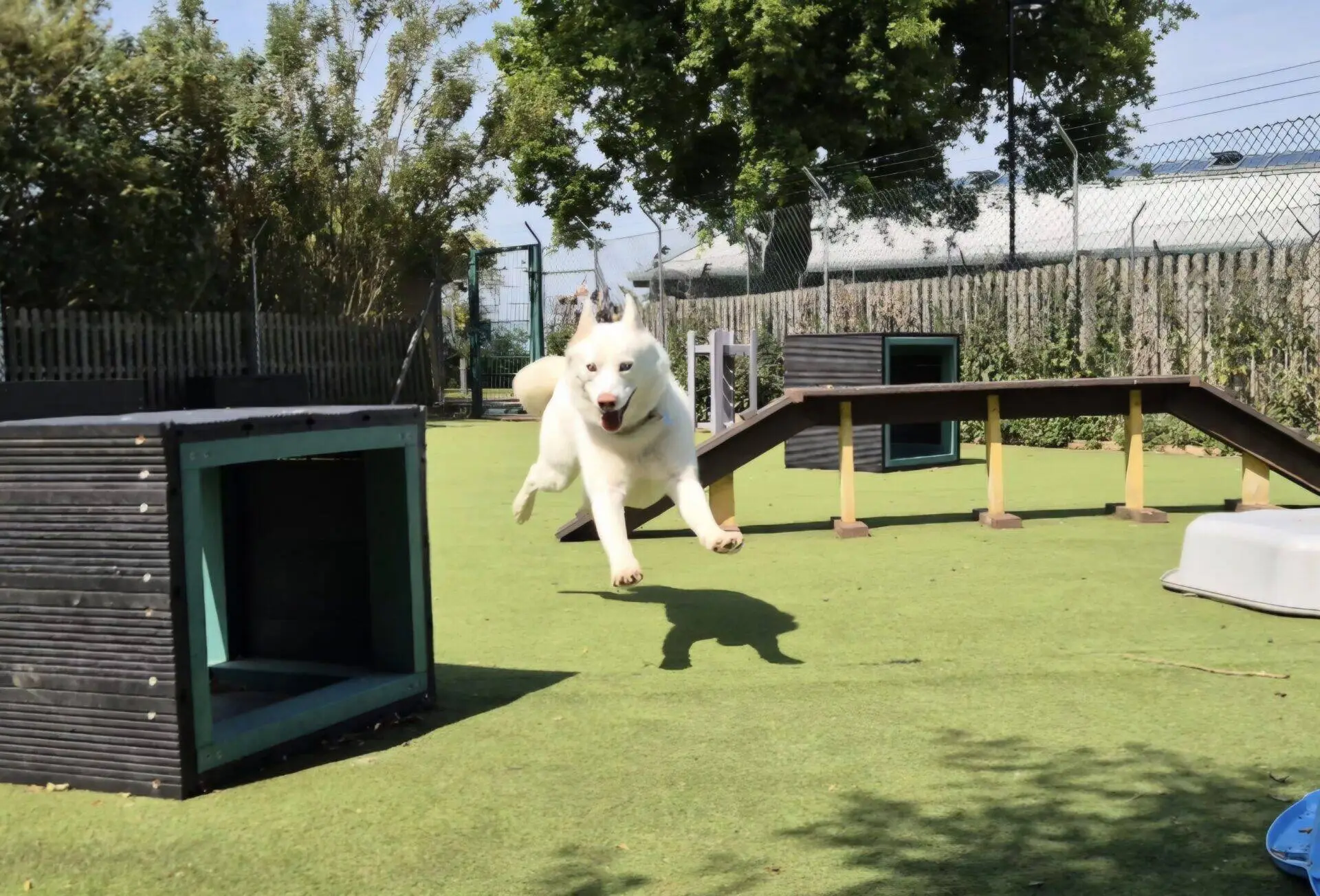 A white dog leaps joyfully in mid-air across a grassy play area with agility equipment and ramps, whilst bright sunlight casts its shadow on the ground. Trees and a fence are visible in the background.