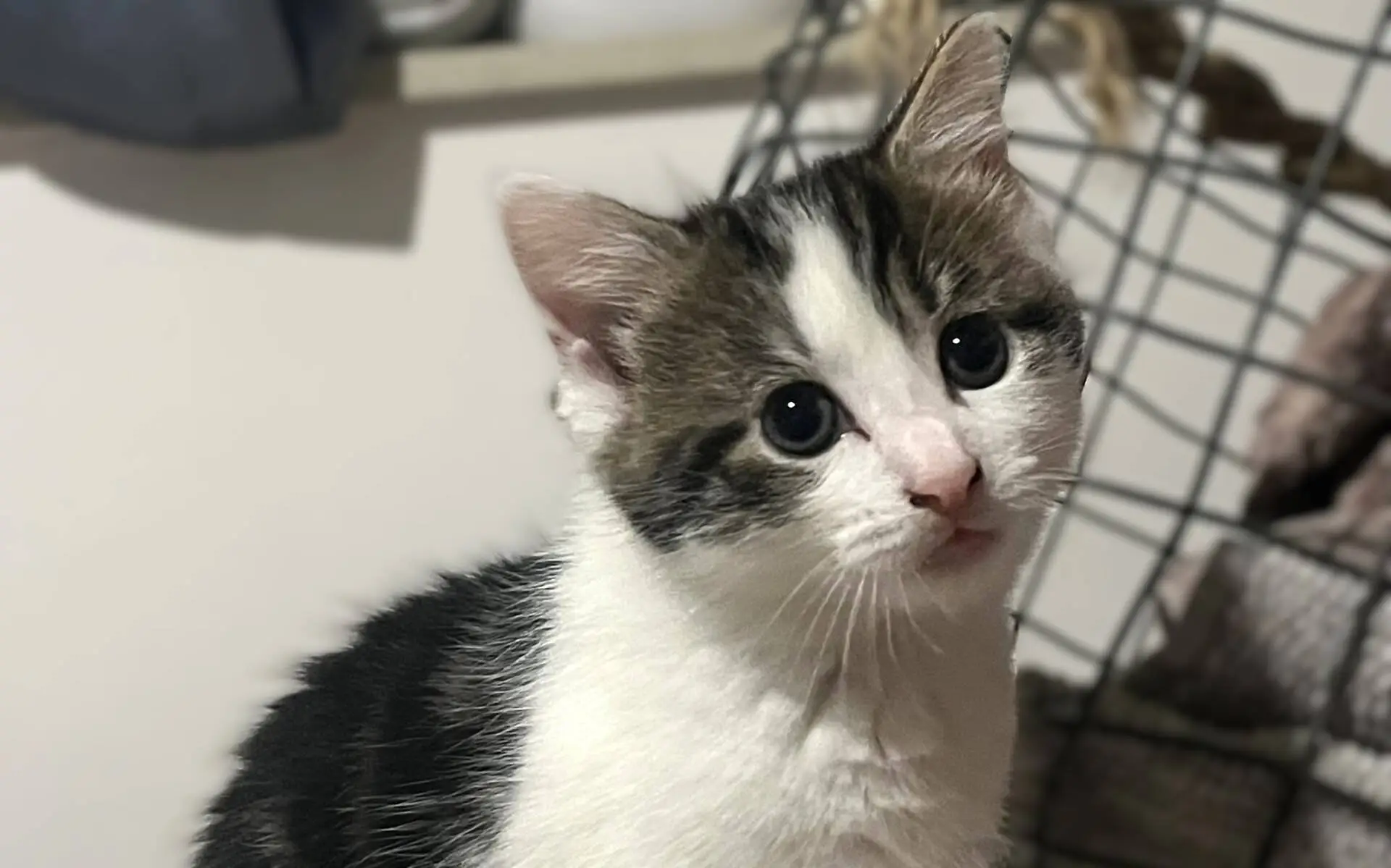 A white and grey kitten with big, curious eyes looks towards the camera. The background is indoors, with a wire basket and some blankets partially visible behind the cat.