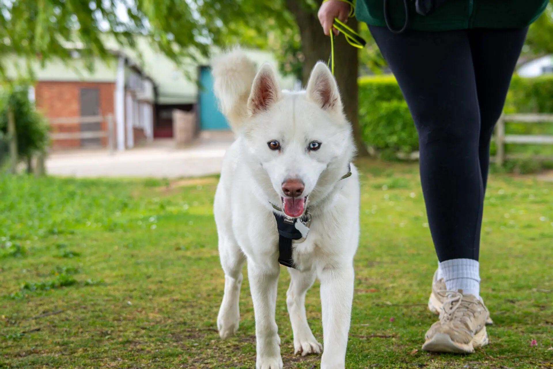 A white dog with blue eyes walks on a lead beside a person wearing black trousers and white trainers in a grassy outdoor area with trees and buildings in the background.