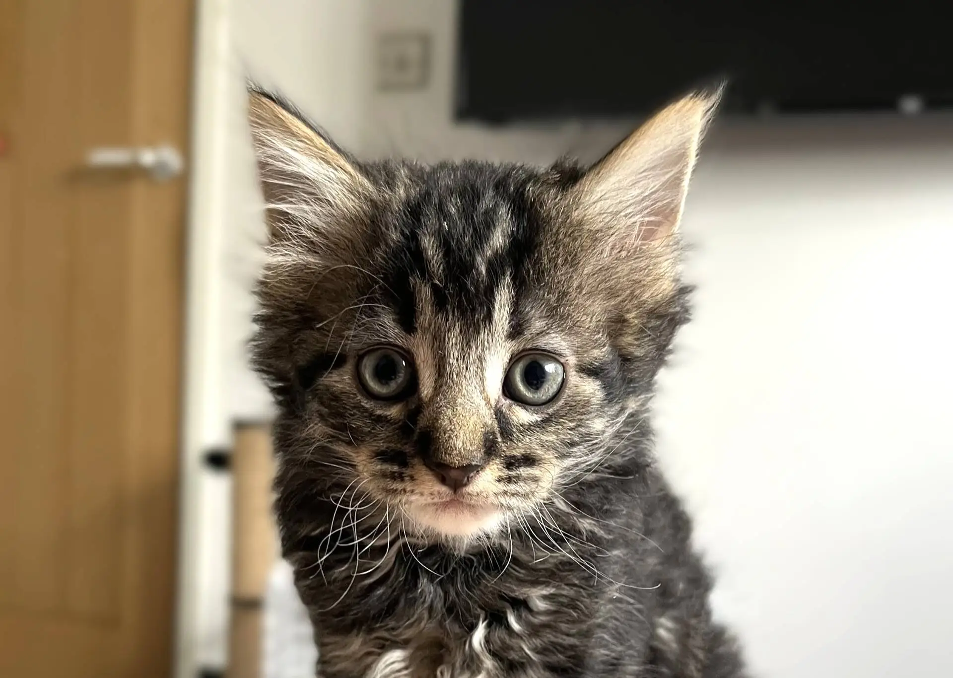 A close-up of a fluffy grey tabby kitten with large ears and blue eyes, looking directly at the camera indoors with a blurred background.