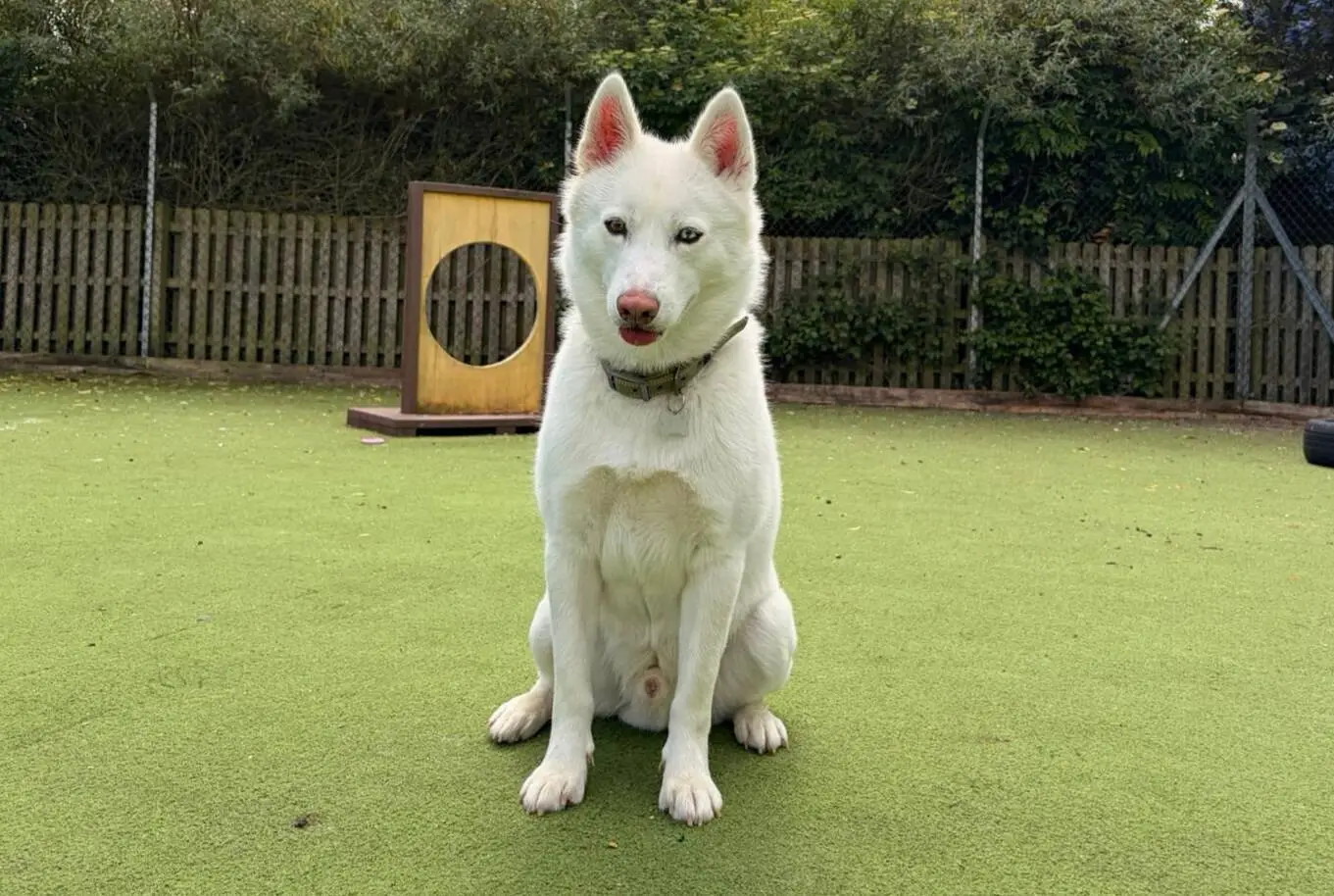 A white Siberian Husky with blue eyes sits on green artificial grass in an outdoor area, with a wooden fence, trees, and an agility training obstacle in the background.