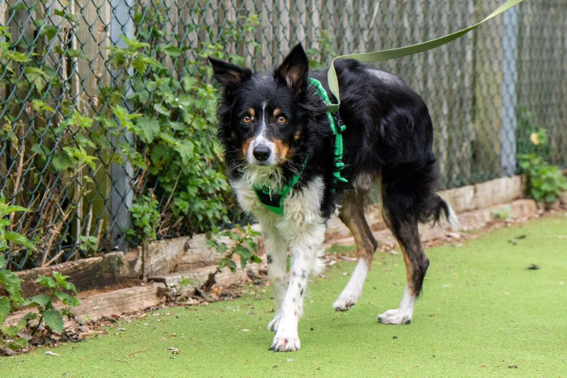 A black and white Border Collie with a green harness walks on a lead along a fenced path with greenery and a wooden border.