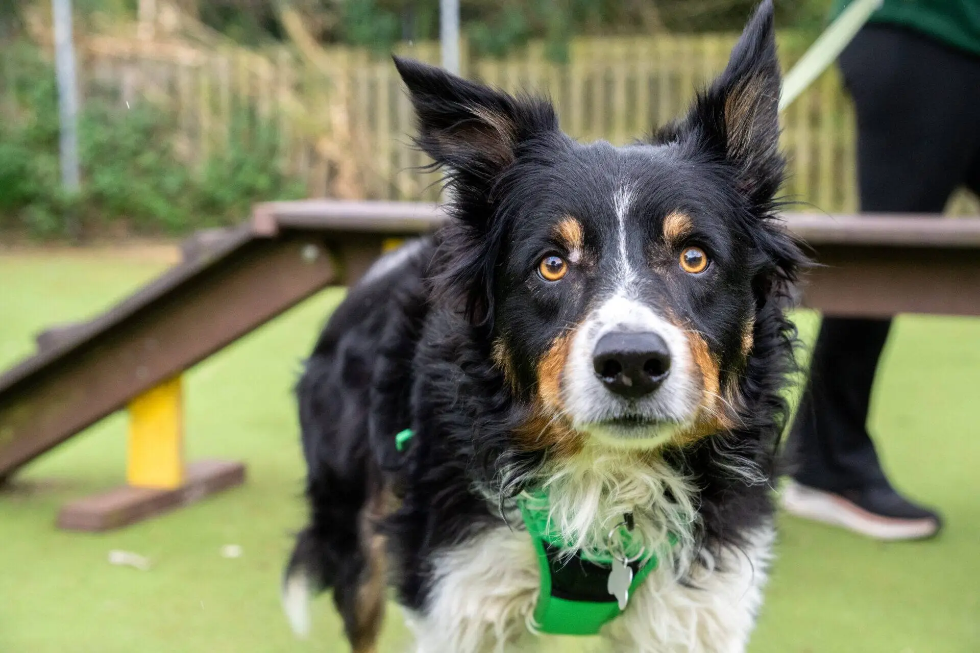 A black, white, and brown Border Collie wearing a green harness stands on grass in front of an agility ramp, looking directly at the camera. A person is partially visible in the background, holding the dog's lead.