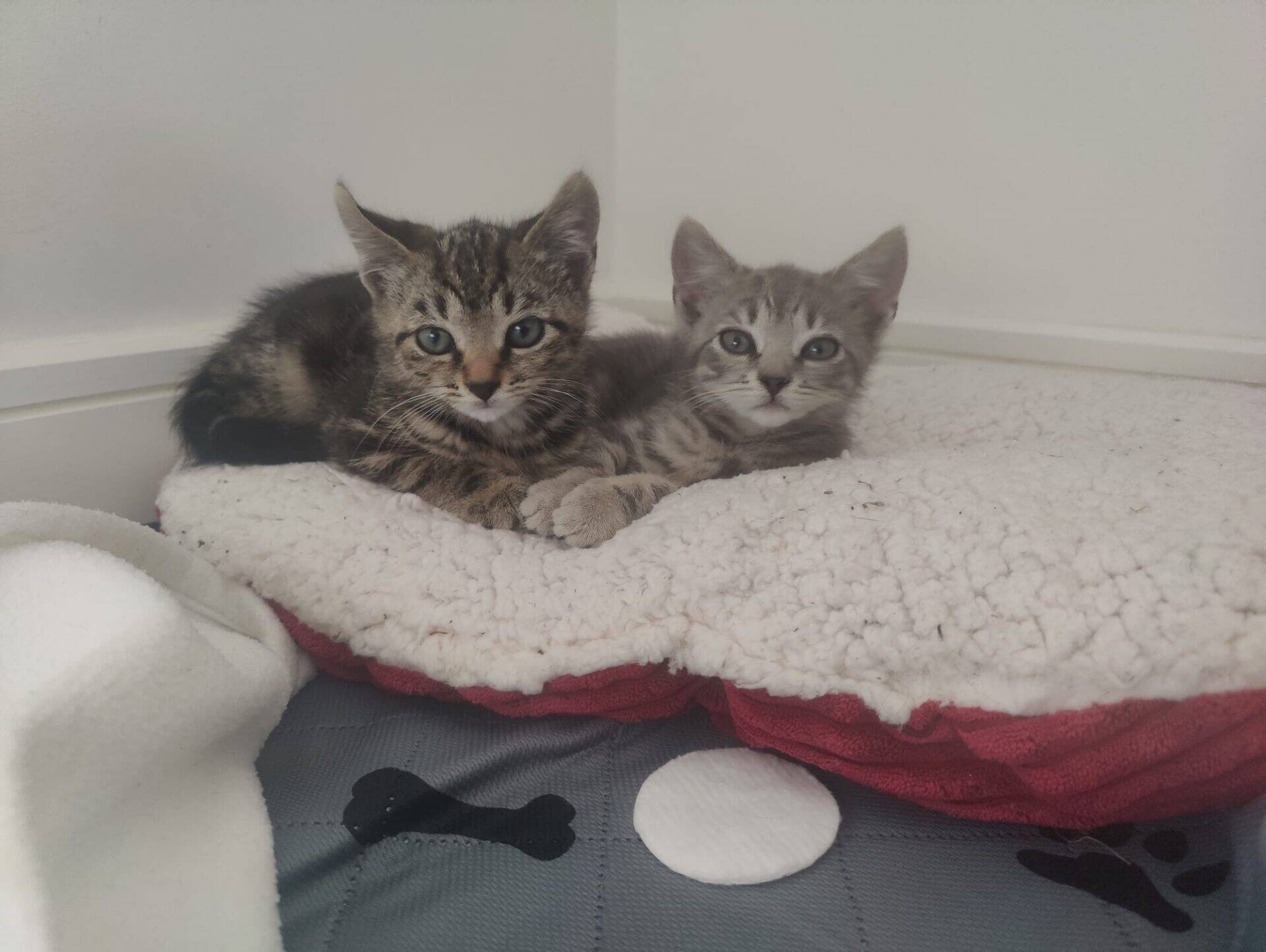 Two small kittens, one tabby and one grey, lie close together on a fluffy white and red pet bed. They look towards the camera, with a grey pet mat featuring paw prints below them.