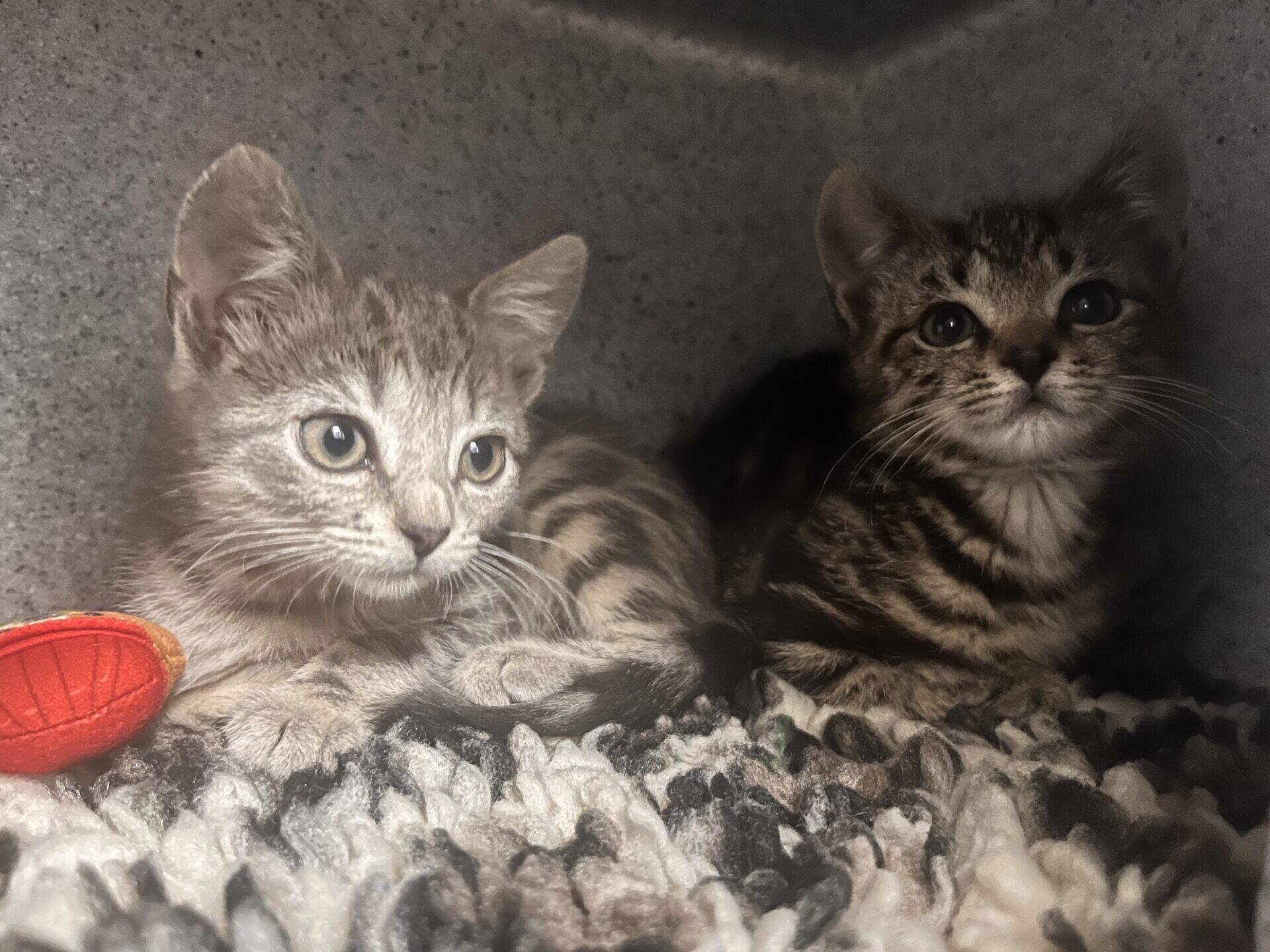 Two young tabby kittens lie close together on a soft, textured blanket. One kitten looks alertly to the left, whilst the other gazes forward, both surrounded by a cosy, dimly-lit space with a red toy nearby.