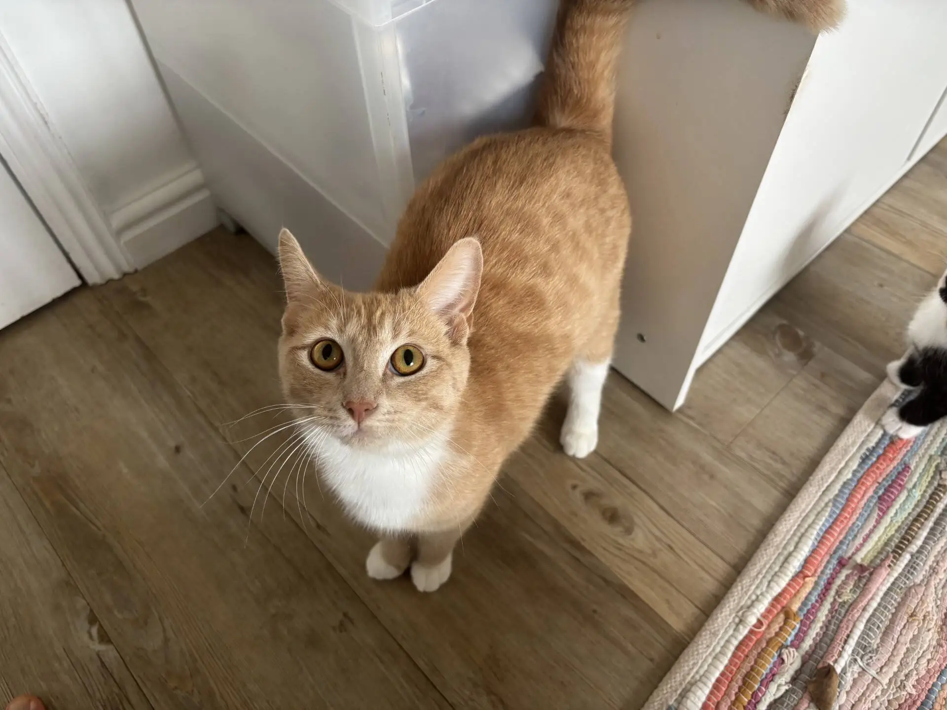 A ginger and white cat with bright yellow eyes stands on a wooden floor, looking up at the camera. Part of a plastic bin, a white cupboard, and a colourful rug are visible nearby.