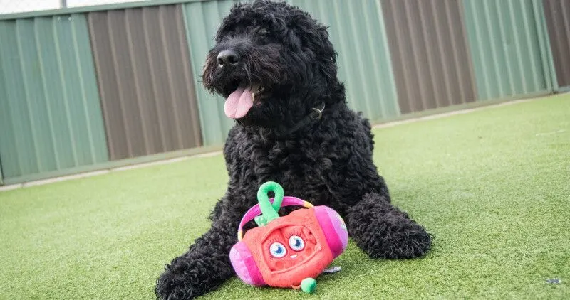 Black fluffy dog playing with a toy