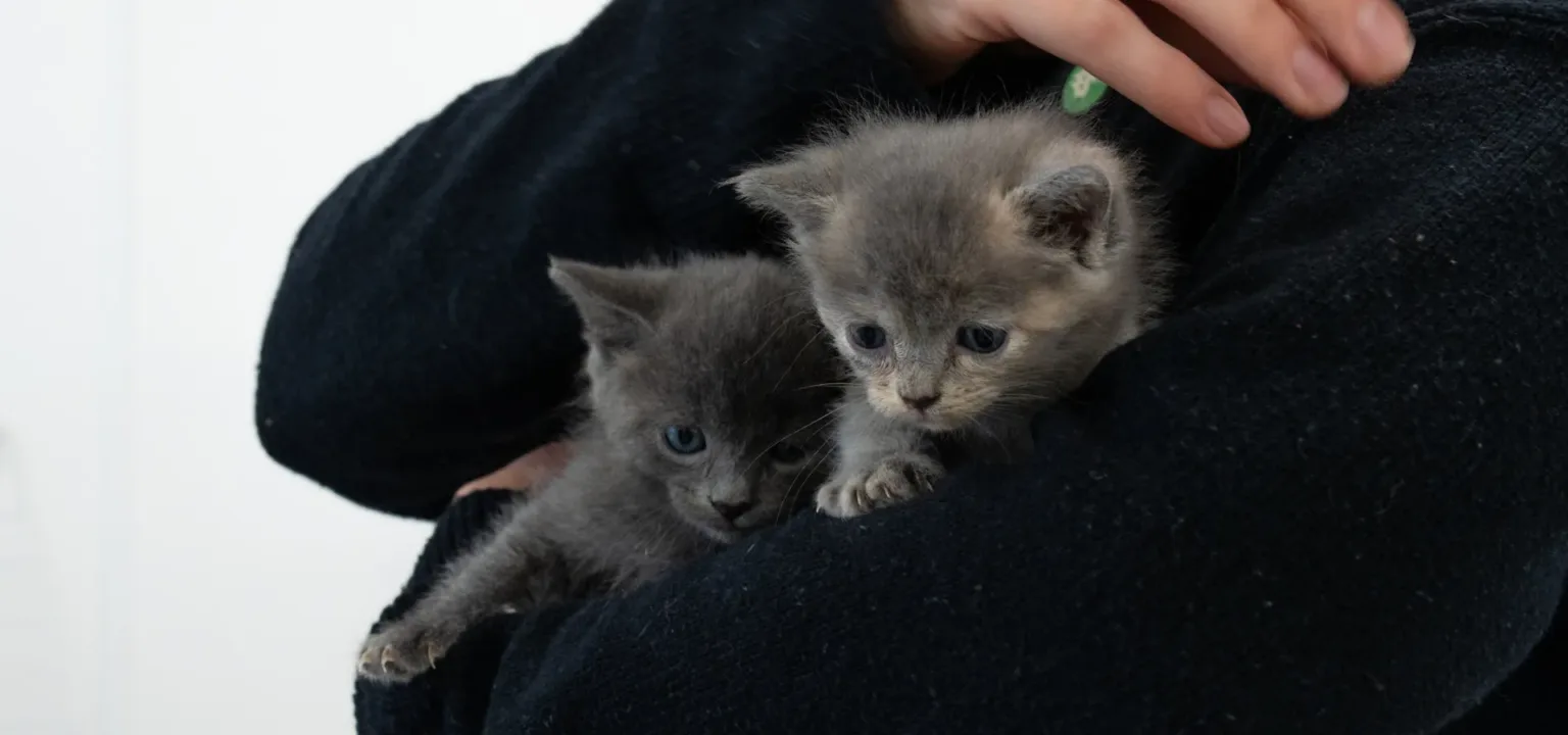 Two small grey kittens are being gently held in someone’s arms, wrapped in a dark sweater. With wide eyes and soft fur, they look as curious and alert as little bunnies discovering the world for the first time.
