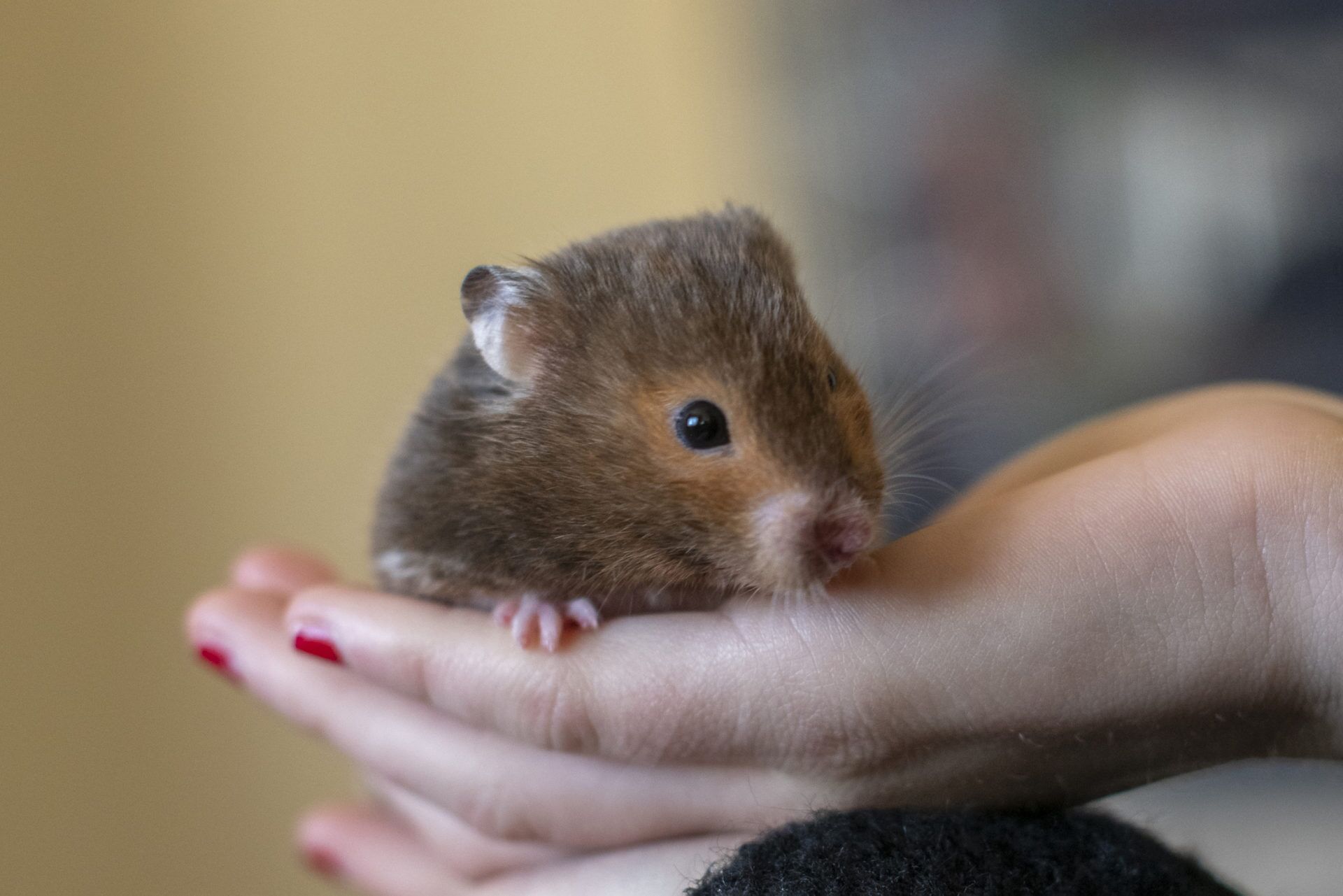 Rescued small pet at Woodgreen Pets Charity