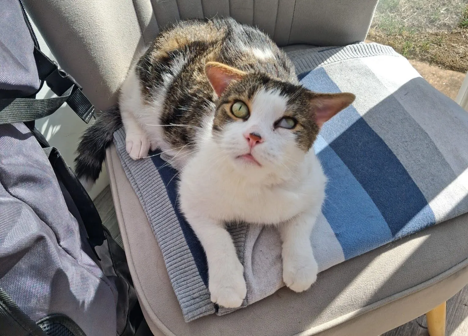 A white and tabby cat with one cloudy eye sits on a striped towel placed on a cushioned chair, looking up towards the camera in sunlight.