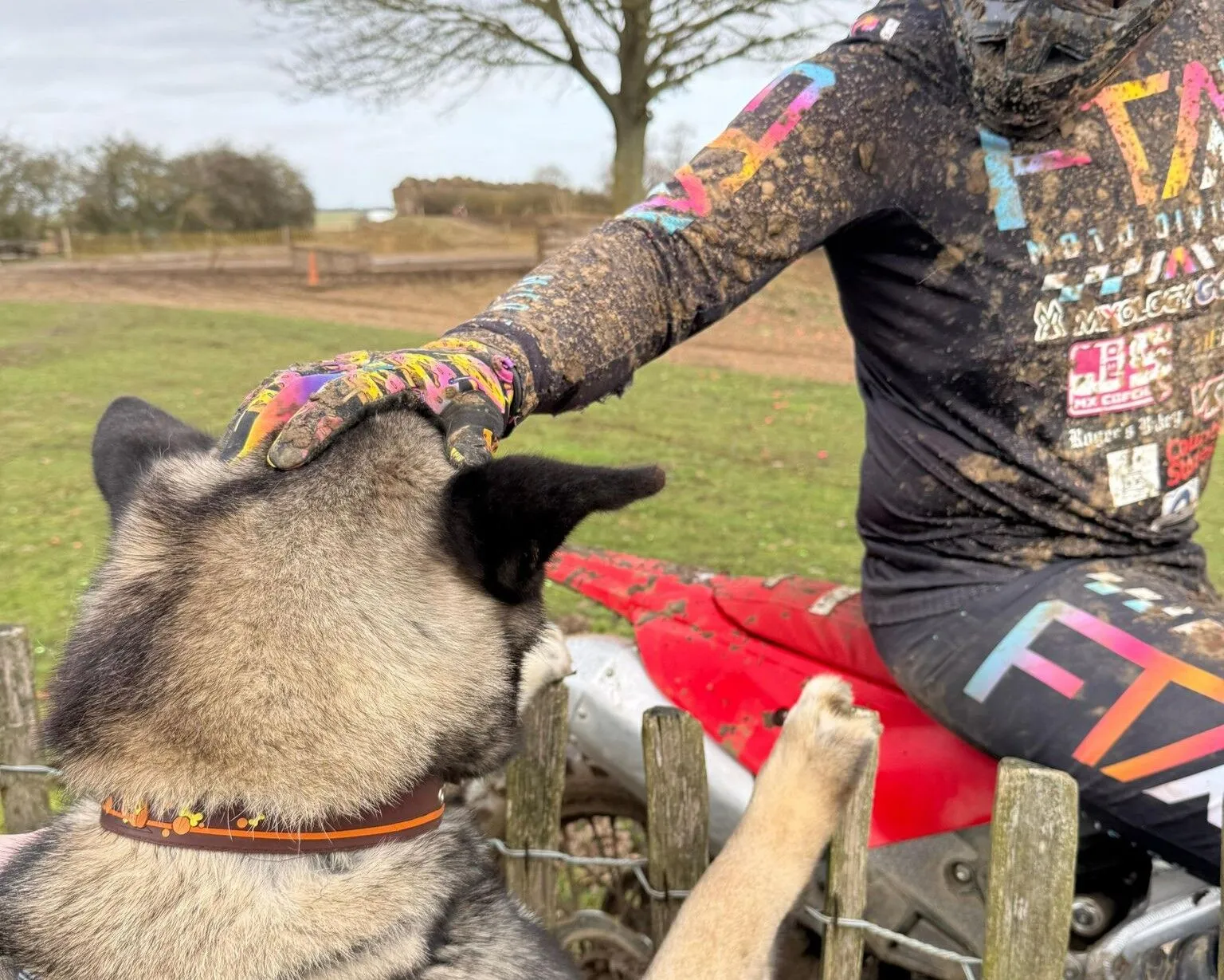 A muddy motocross rider sitting on a red bike pats an American Akita, which is standing on its hind legs with front paws on a wooden fence. Grass and trees are visible in the background.