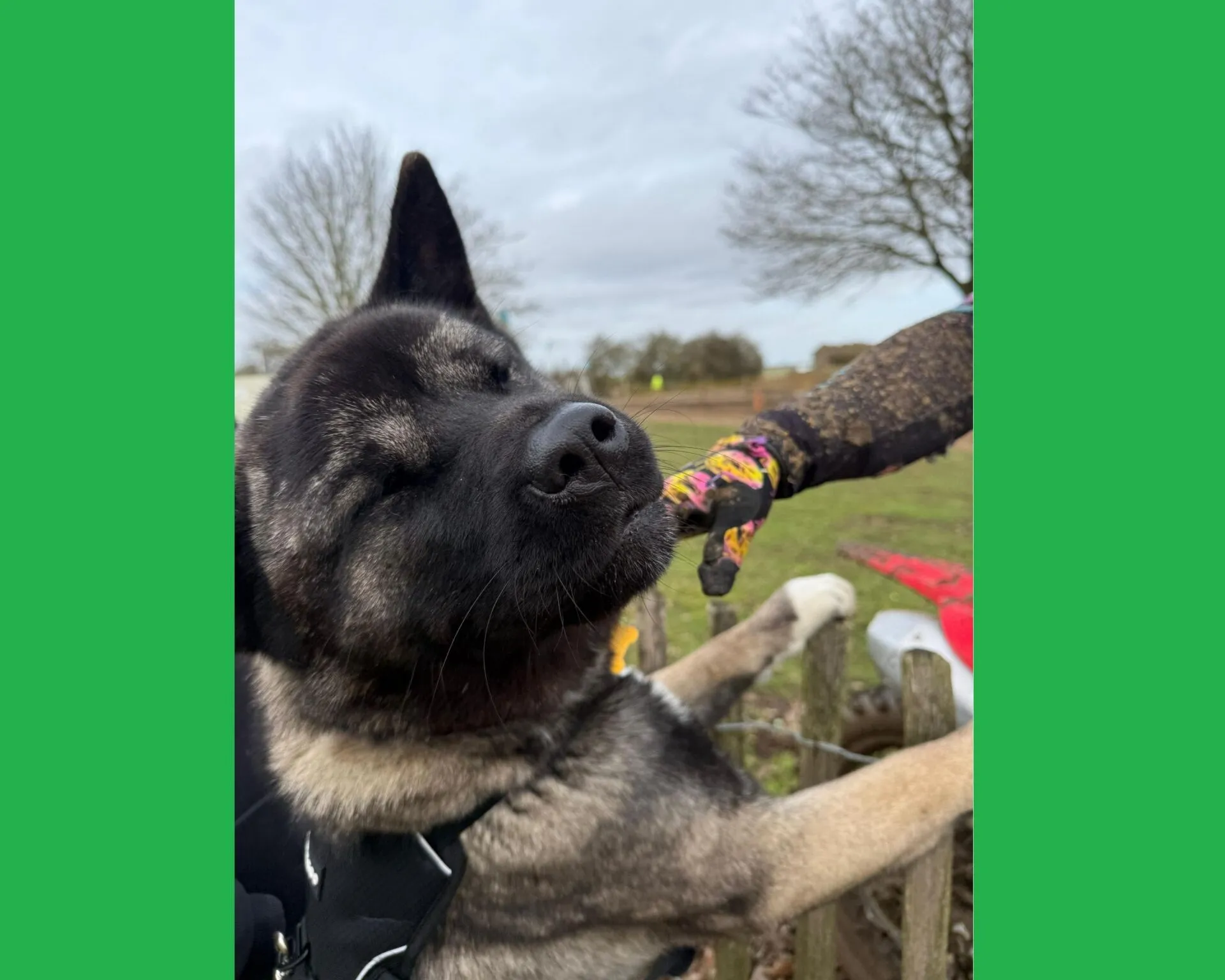 A black and tan American Akita with closed eyes leans towards a treat held by a gloved hand over a wooden fence in an outdoor setting. The background shows bare trees and cloudy sky, with green borders framing the image on both sides.
