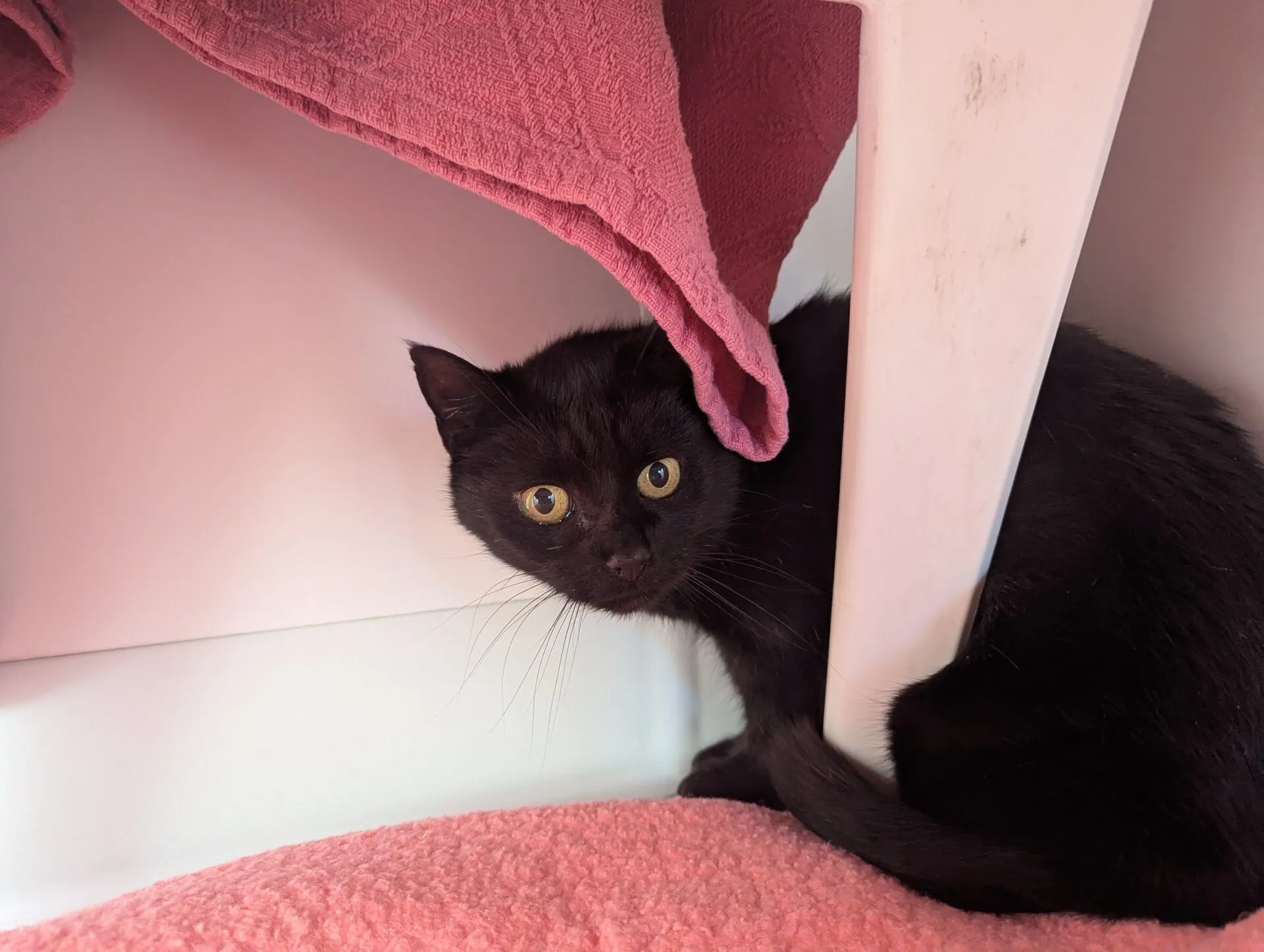 A black cat with wide yellow eyes crouches under a white shelf and a pink towel, looking alert. The area is lined with soft pink fabric.