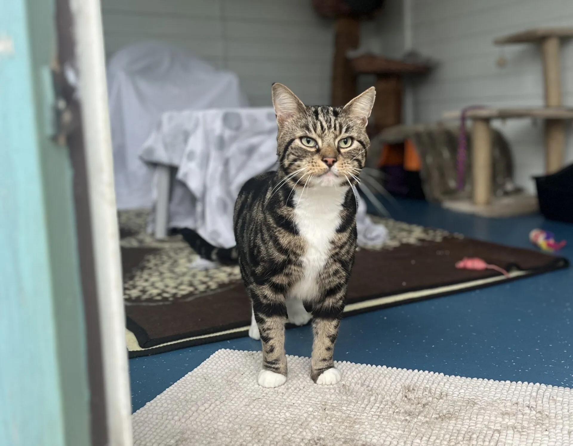 A tabby cat with white paws and chest stands on a light rug in a room with blue floor, a brown mat, and various cat furniture in the background. The cat looks directly at the camera.