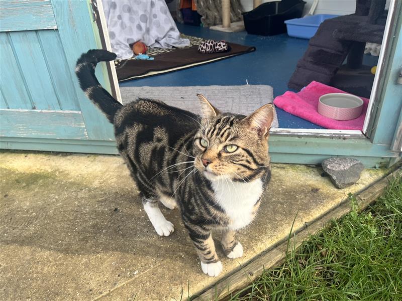 A tabby cat with white paws stands on a concrete patio in front of a blue door, looking up. Behind the cat are pet supplies, bedding, and a pink food bowl inside a shelter. Grass is visible in the foreground.