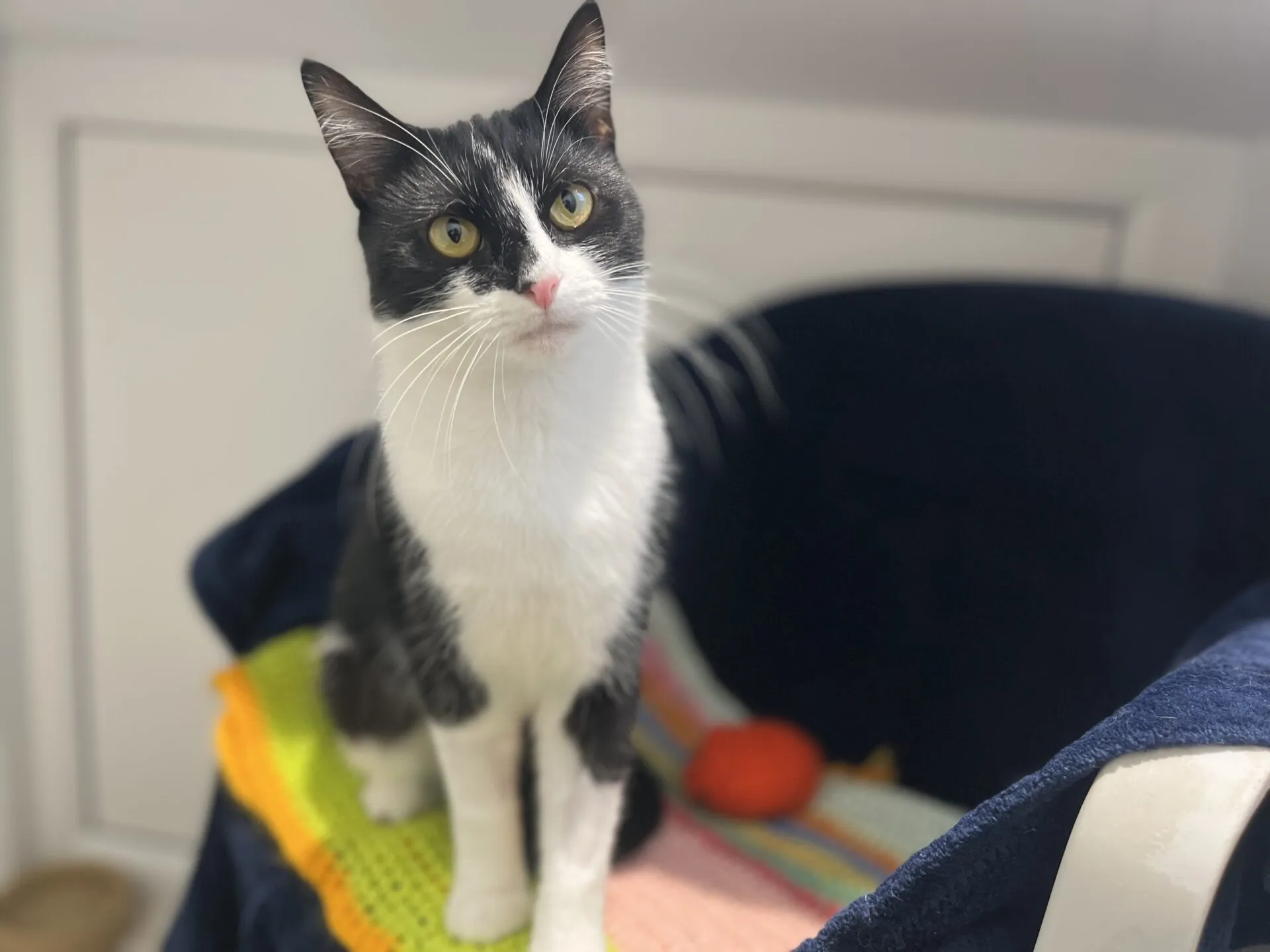 A black and white cat with yellow eyes sits on a colorful knitted blanket in a cozy cat bed, looking up attentively. An orange ball toy is nearby.