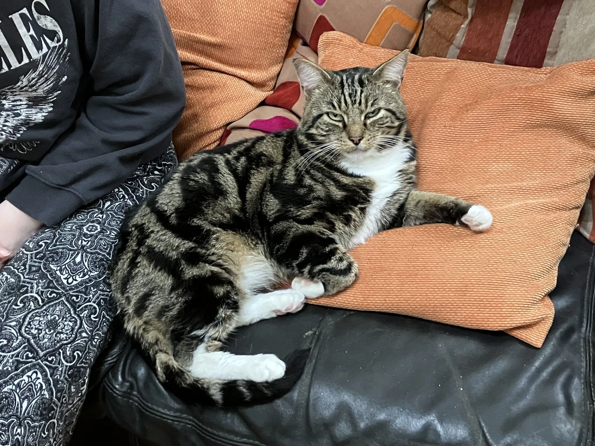 A tabby cat with white paws is lying on an orange cushion on a dark sofa, next to a person wearing patterned pants and a dark sweatshirt. The cat is looking toward the camera with a relaxed expression.