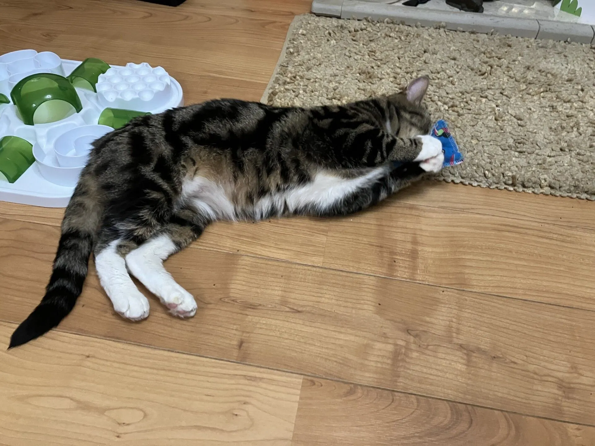 A tabby cat with white paws lies on a wooden floor, playing with a small blue toy near a beige rug. A white and green puzzle feeder is visible in the background.