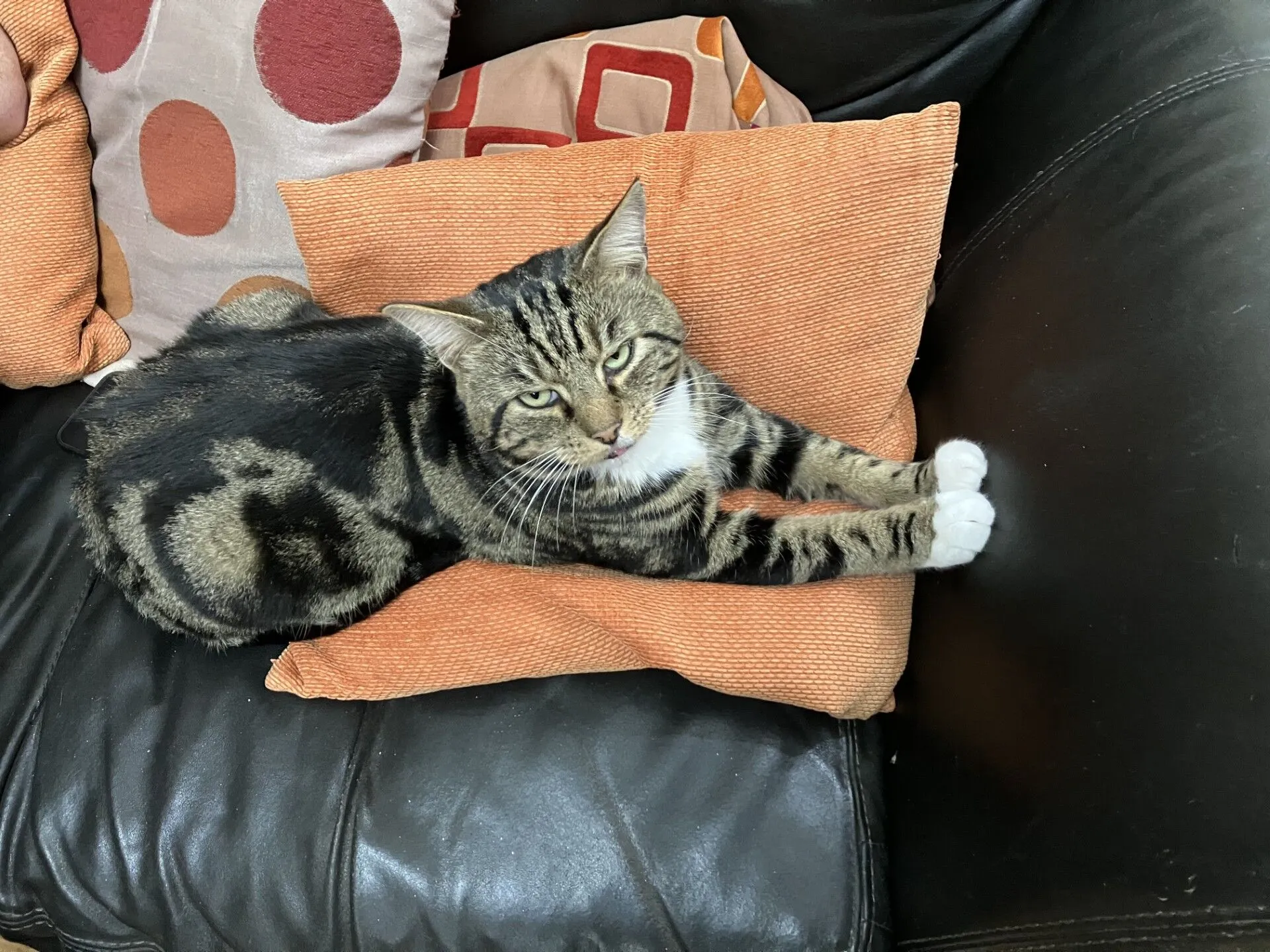 A tabby cat lies stretched out on an orange cushion on a black leather sofa, with its front paws extended and resting on the cushion and sofa. Patterned pillows are in the background.