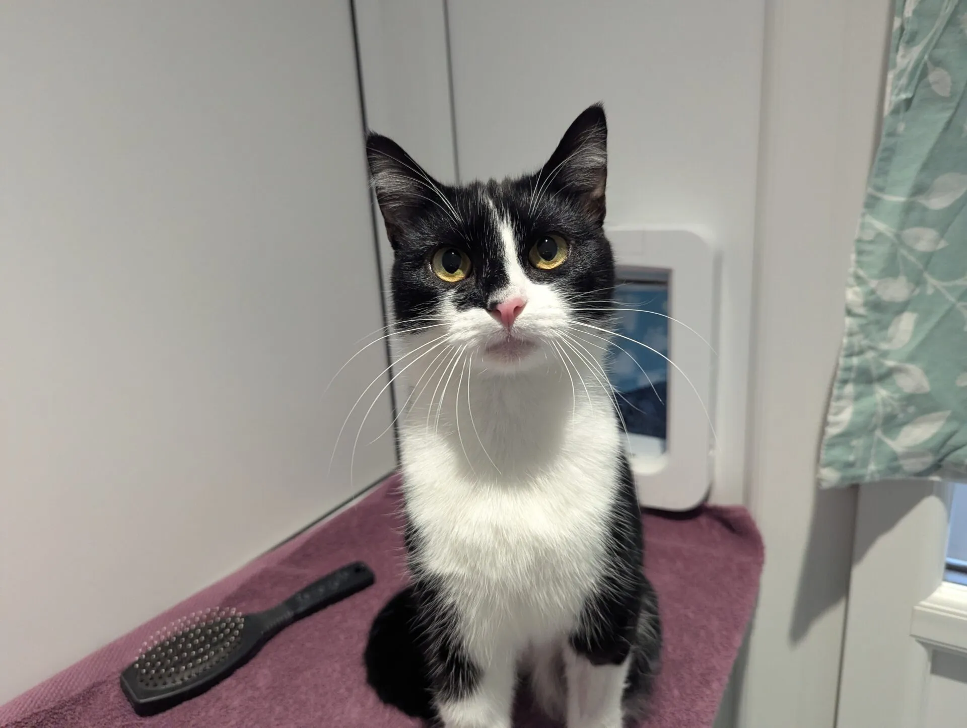A black and white cat with yellow eyes sits on a purple towel near a brush, in a room with white walls and a green curtain by the window.