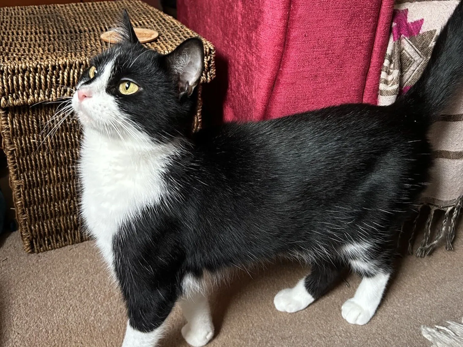 A black and white cat with white paws and chest stands on a carpeted floor, looking up. Behind the cat are a woven basket and a red upholstered piece of furniture.