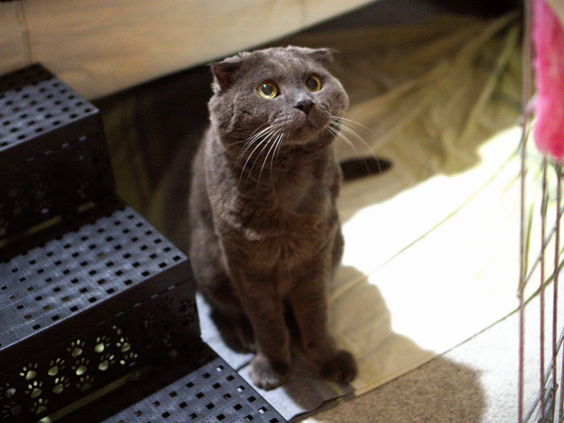 A grey cat with folded ears sits on a light-coloured floor next to black perforated stairs, looking upward with wide, curious eyes.