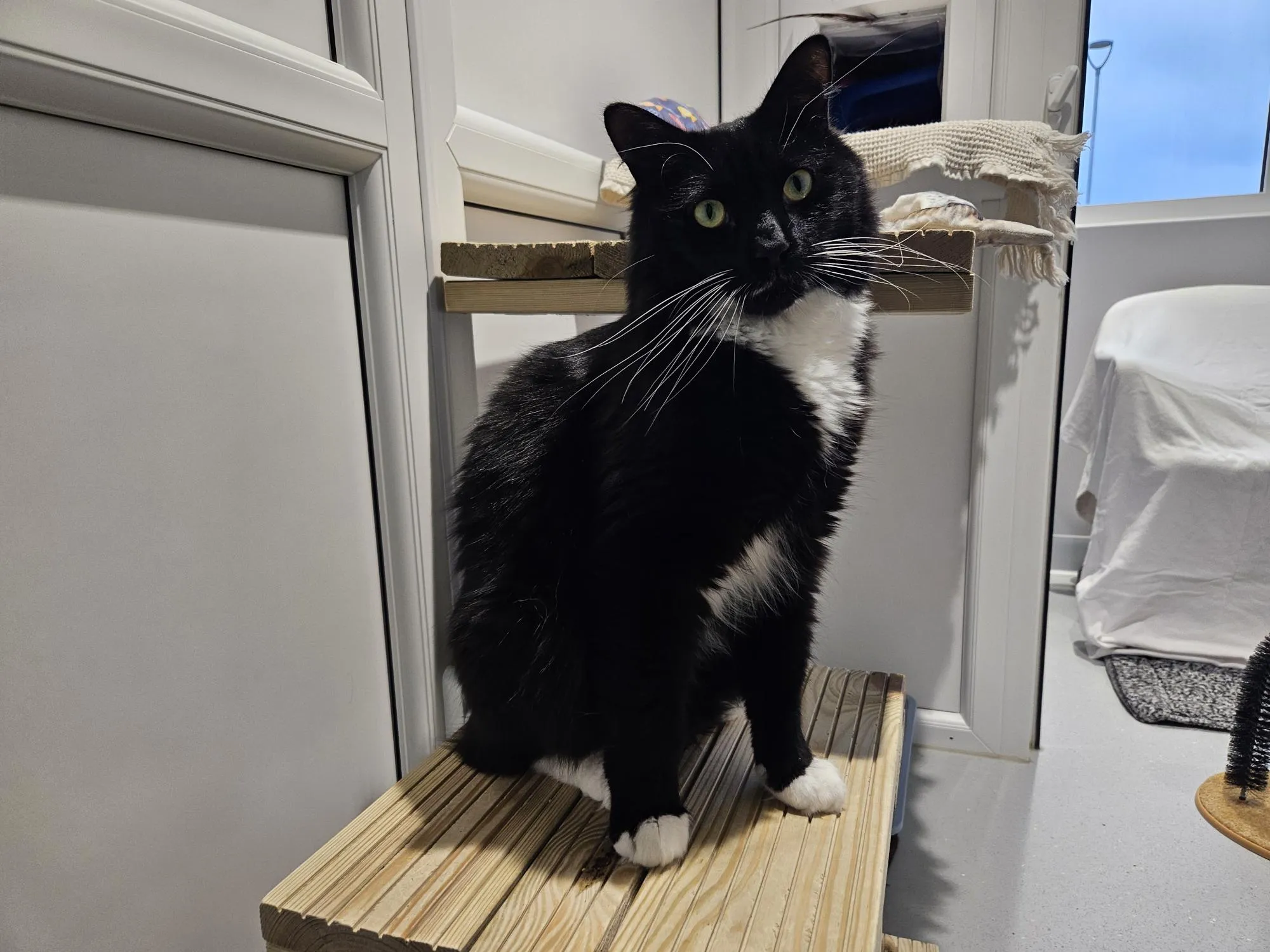 A black and white cat with white paws and chest sits on a wooden platform indoors, looking slightly upward. The room has white walls, a window, and a covered object in the background.