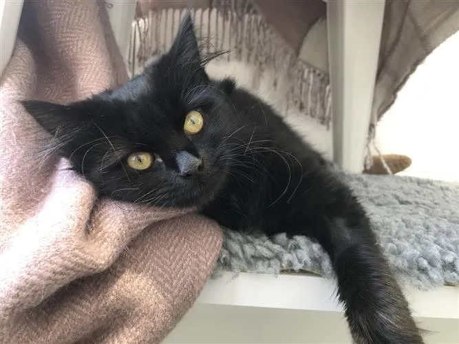 A black cat with yellow eyes lies on a grey knitted blanket, resting its head on a light pink textured fabric and looking directly at the camera.