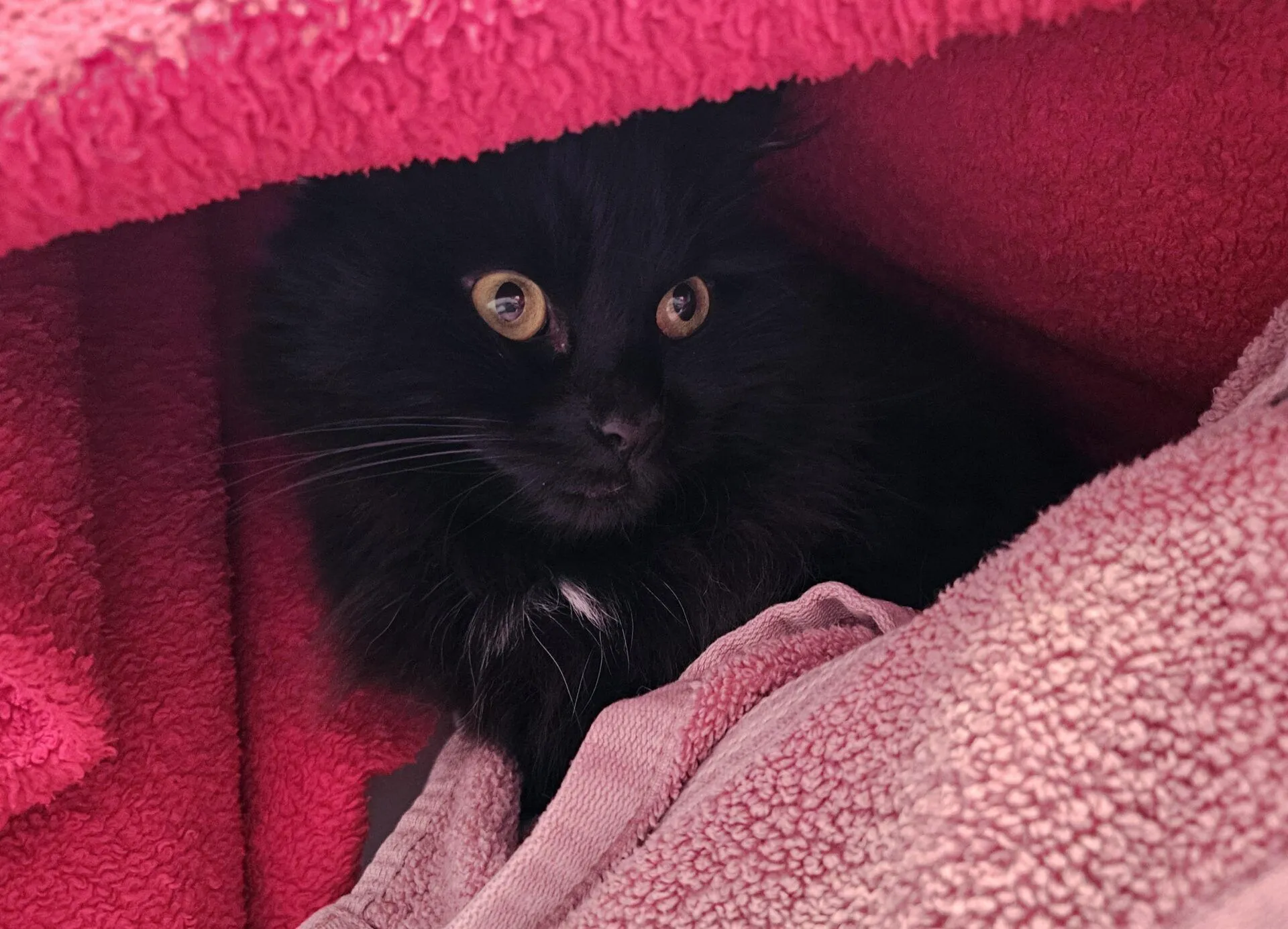 A fluffy black cat with wide yellow eyes is nestled among bright pink towels, looking alert and cosy under the soft fabric.