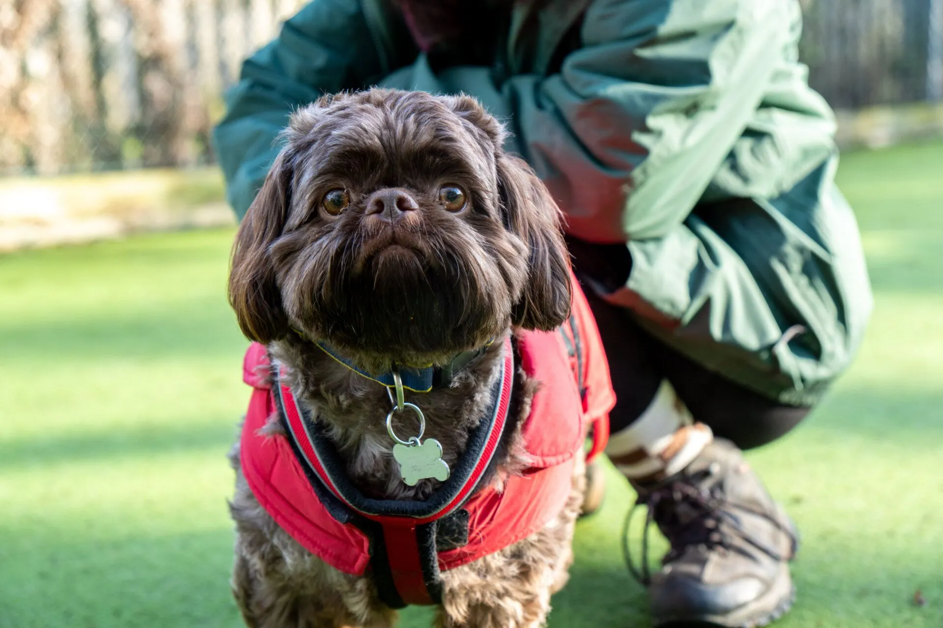 A small brown shih tzu wearing a red jacket and blue collar stands on grass, looking at the camera. A person in a green jacket and black boots crouches behind the dog, partially out of focus.