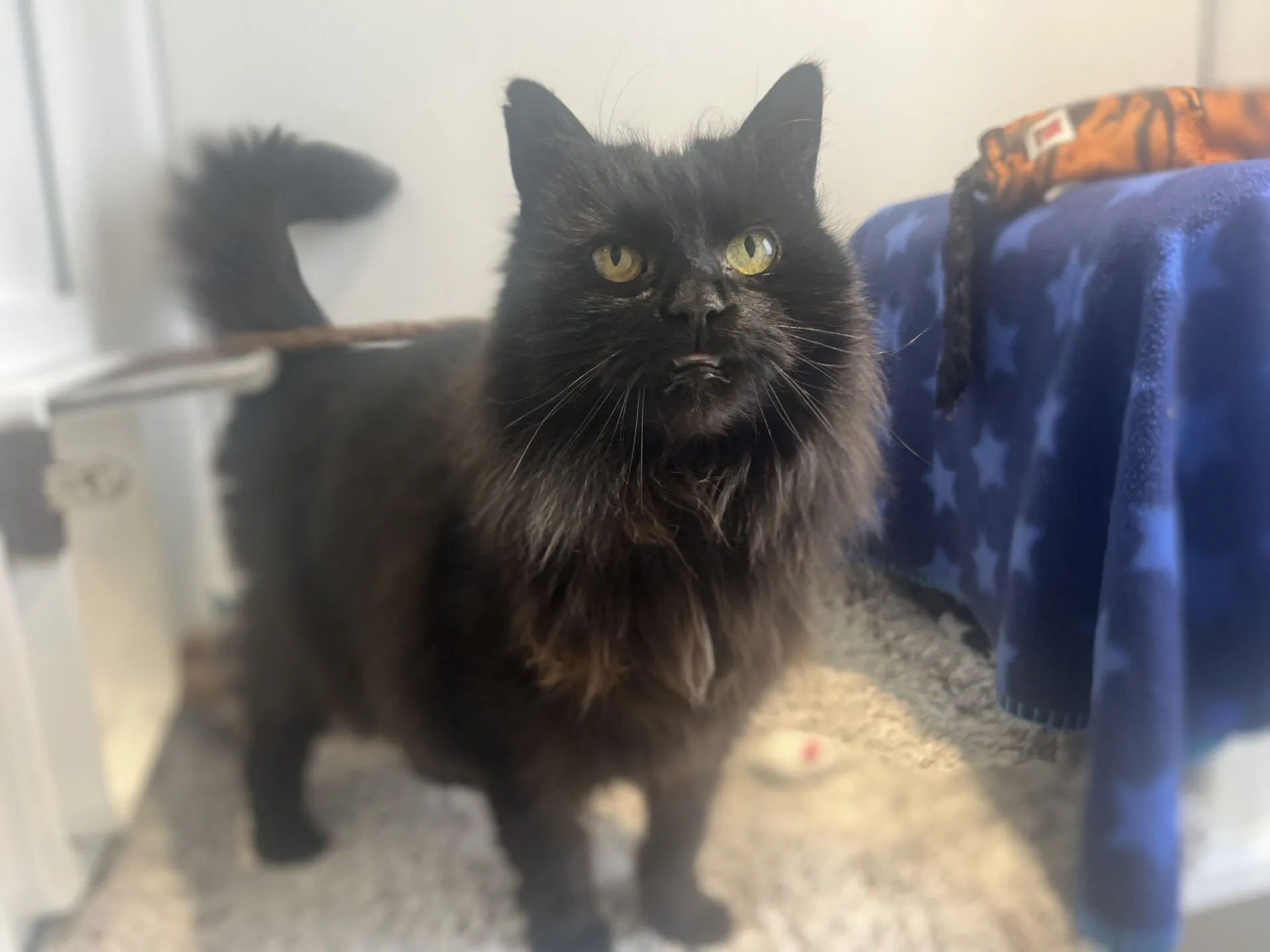 A fluffy black cat with bright yellow eyes stands on a carpeted floor, looking up. There is a blue blanket with white stars nearby and a small toy mouse on the floor.