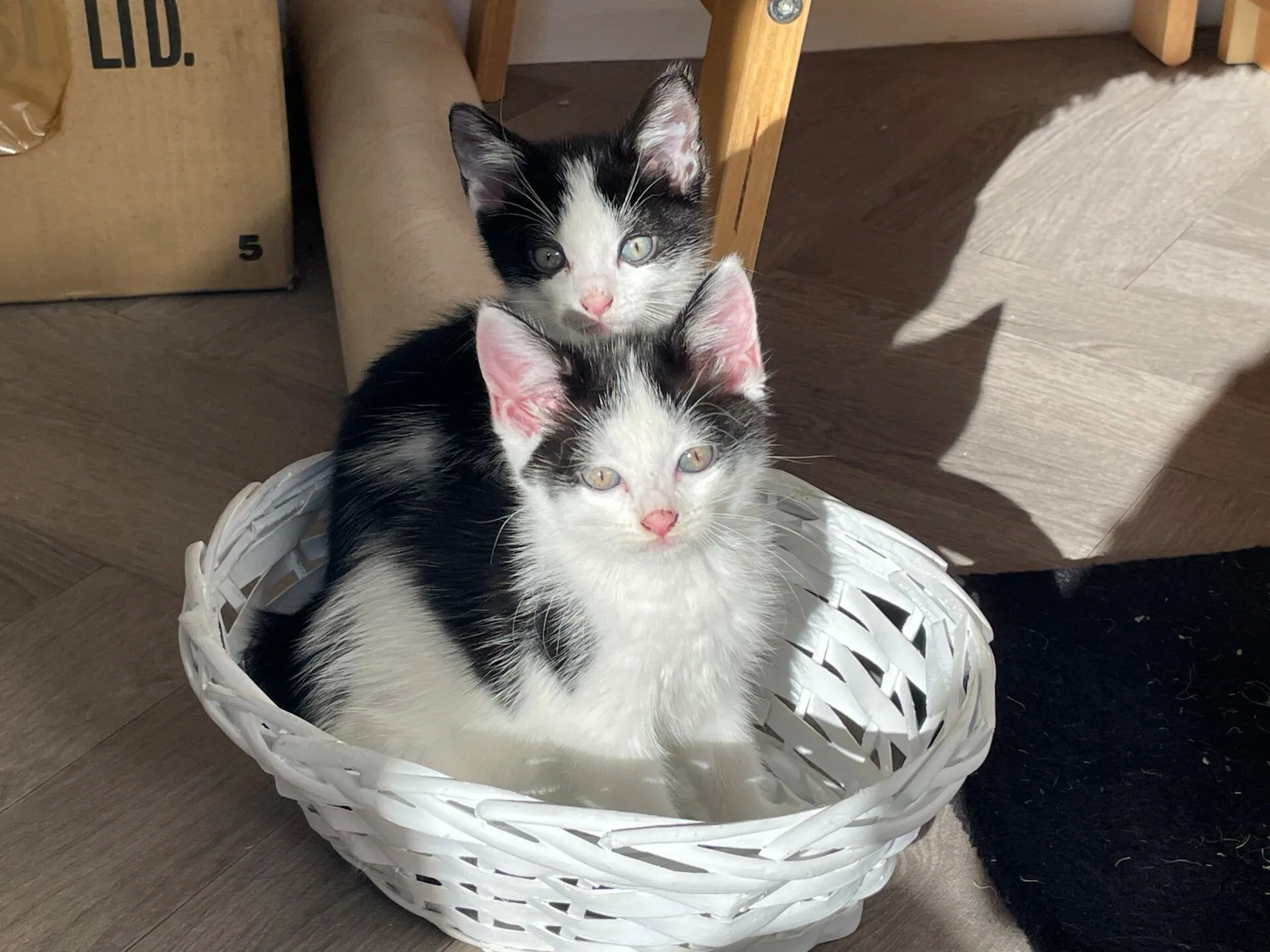 Two black and white kittens sit together in a white woven basket on a sunlit wooden floor, looking up towards the camera. A cardboard box and wooden furniture are partially visible in the background.