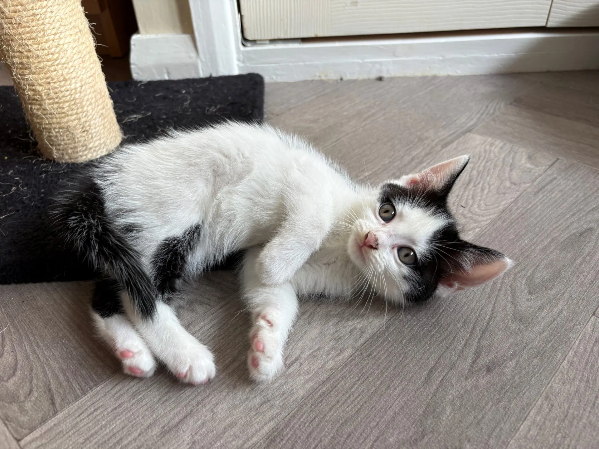 A black and white kitten lies on its side on a light wooden floor next to a scratching post, looking up with bright eyes and relaxed paws.