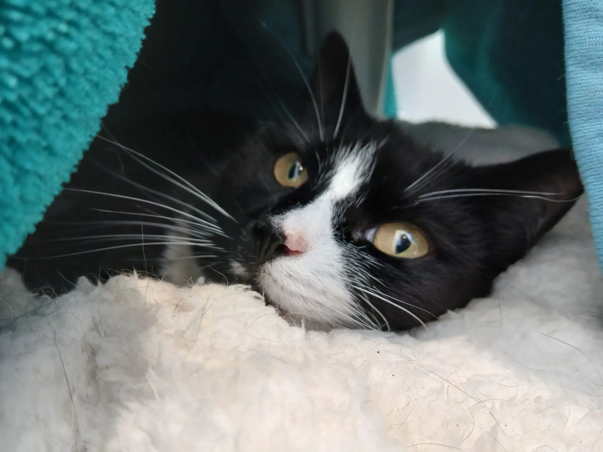 A black and white cat with yellow eyes lies on a fluffy white blanket, partially covered by teal fabric, looking alert and cosy.