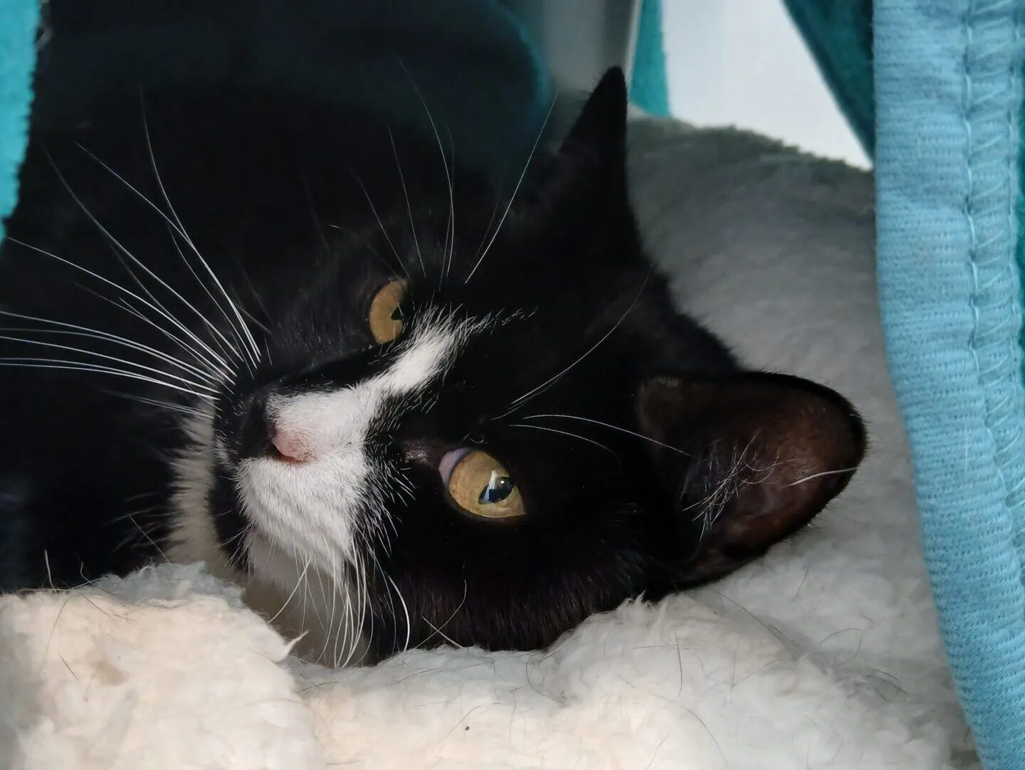 A black and white cat with yellow eyes lies on a soft, white blanket under a blue duvet, looking off to the side.