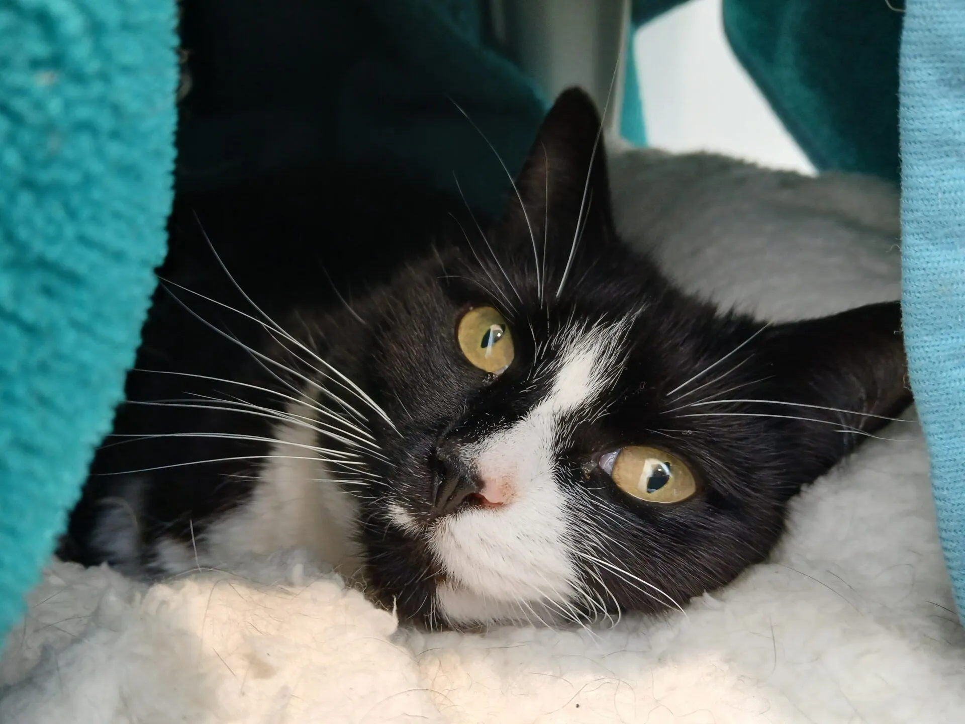 A black and white cat with yellow eyes lies on a soft white blanket, partially covered by a teal fabric, looking directly at the camera.