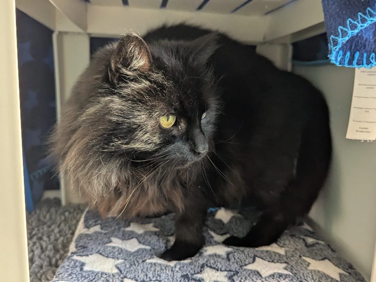 A long-haired black cat with yellow eyes sits on a blue and white star-patterned blanket inside a small sheltered space, looking to the side. A blue blanket with stitching hangs above.